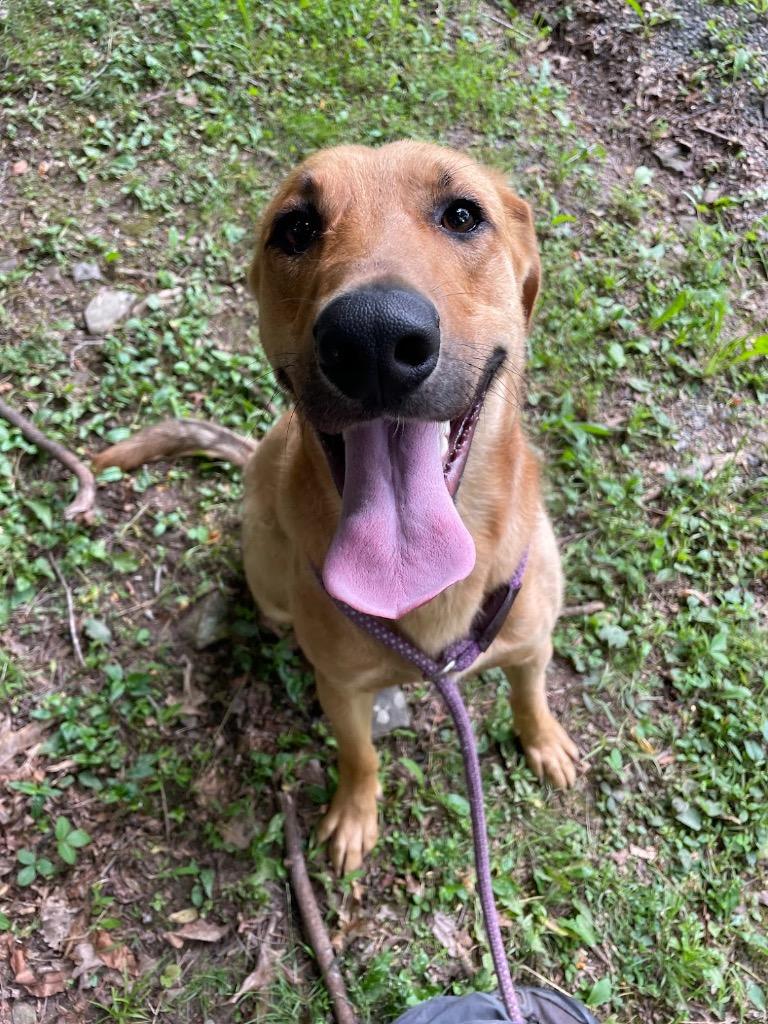 Enlarge Butters, a Adoptable mixed breed in Parsons, WV image 4/6
