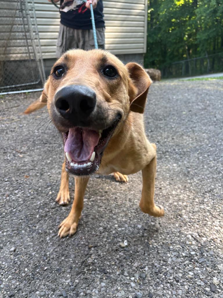 Enlarge Butters, a Adoptable mixed breed in Parsons, WV image 5/6
