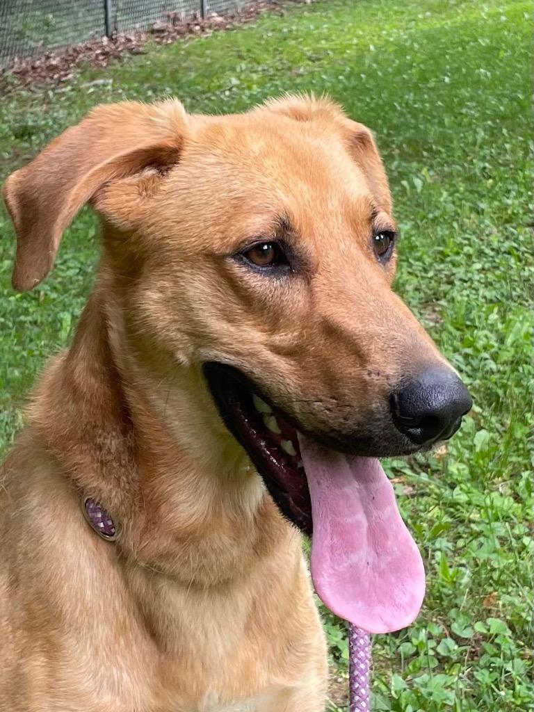 Enlarge Butters, a Adoptable mixed breed in Parsons, WV image 6/6
