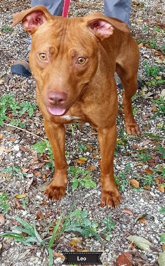 Leo, an adoptable Pit Bull Terrier in Key Largo, FL, 33037 | Photo Image 3