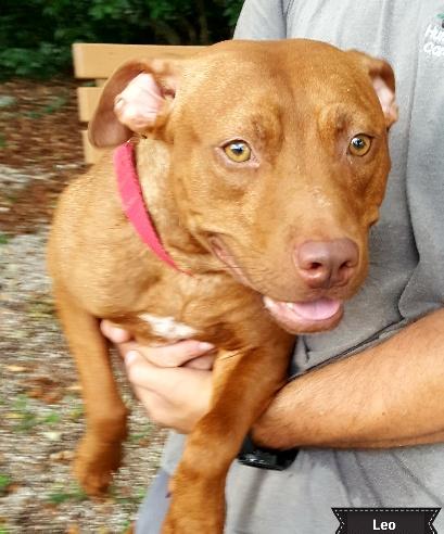 Leo, an adoptable Pit Bull Terrier in Key Largo, FL, 33037 | Photo Image 2