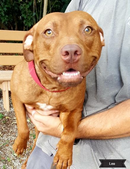 Leo, an adoptable Pit Bull Terrier in Key Largo, FL, 33037 | Photo Image 1