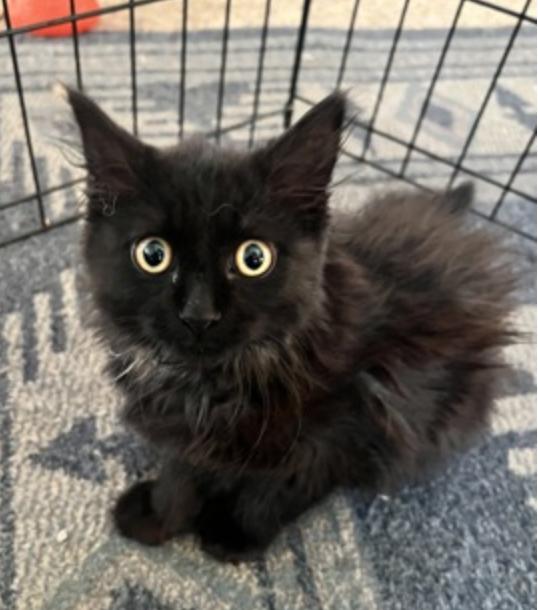 Agave, ADOPTABLE, Young Female Domestic Long Hair.