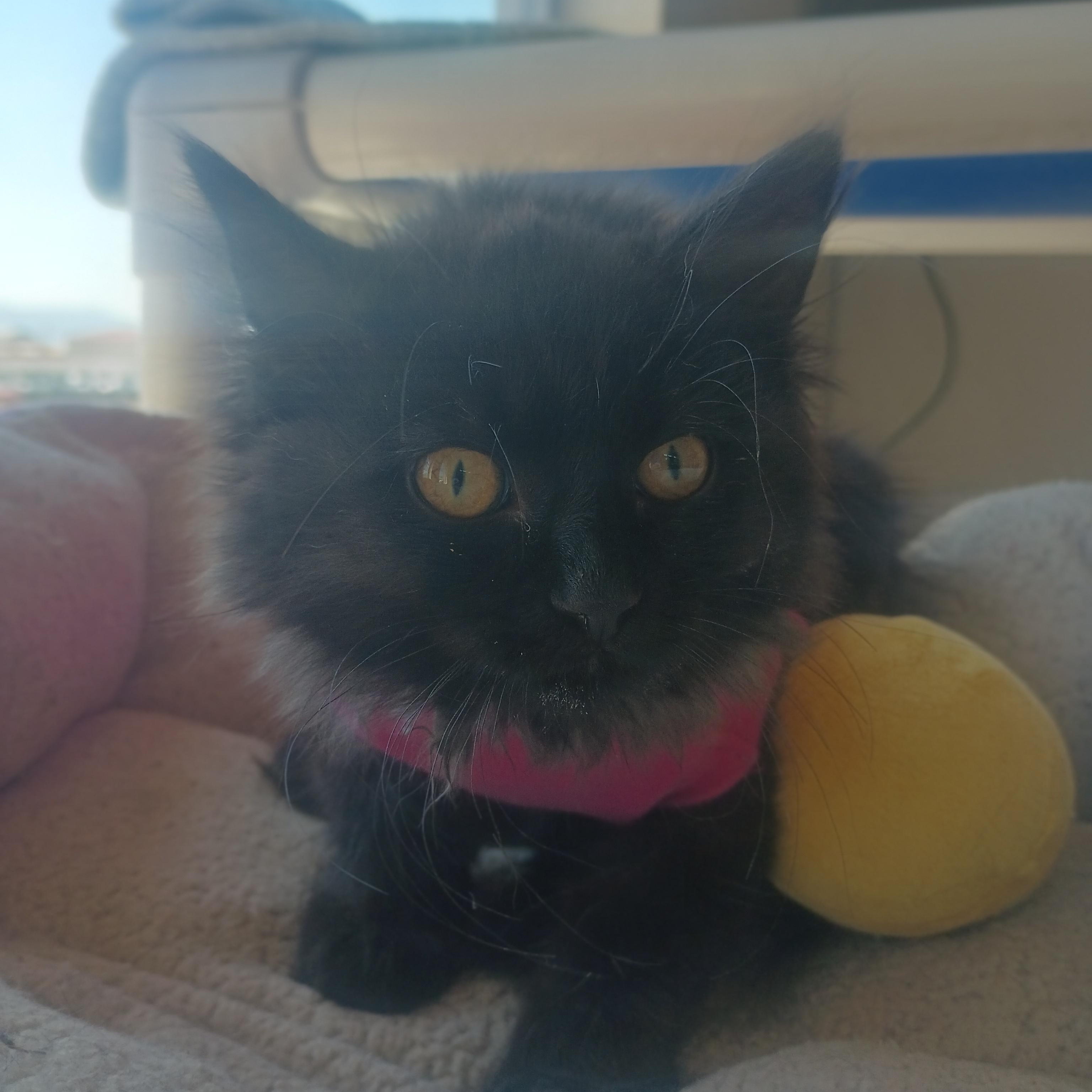 Agave, a ADOPTABLE Domestic Long Hair in Buena Vista, CO image 2/5