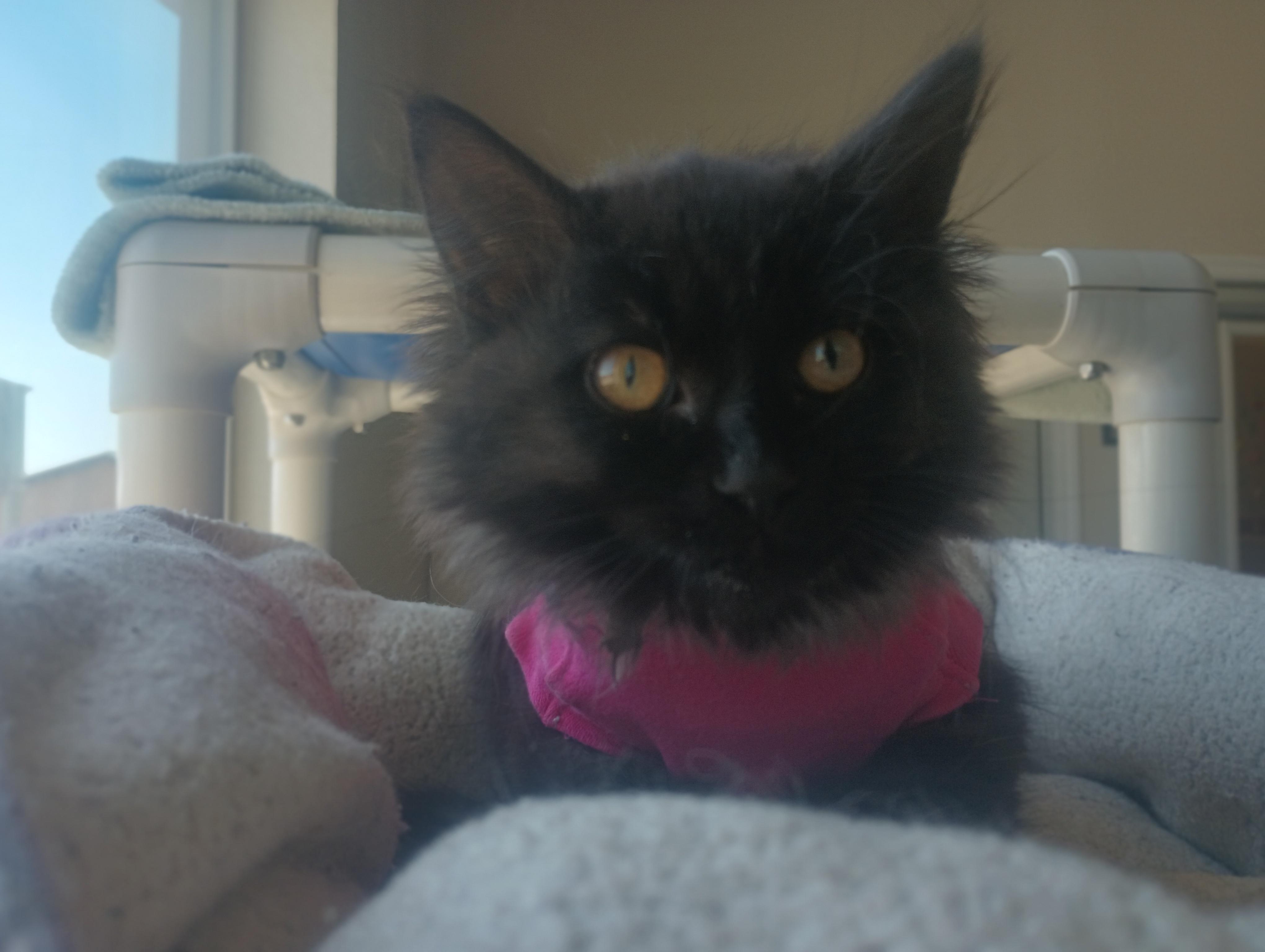 Agave, a ADOPTABLE Domestic Long Hair in Buena Vista, CO image 3/5