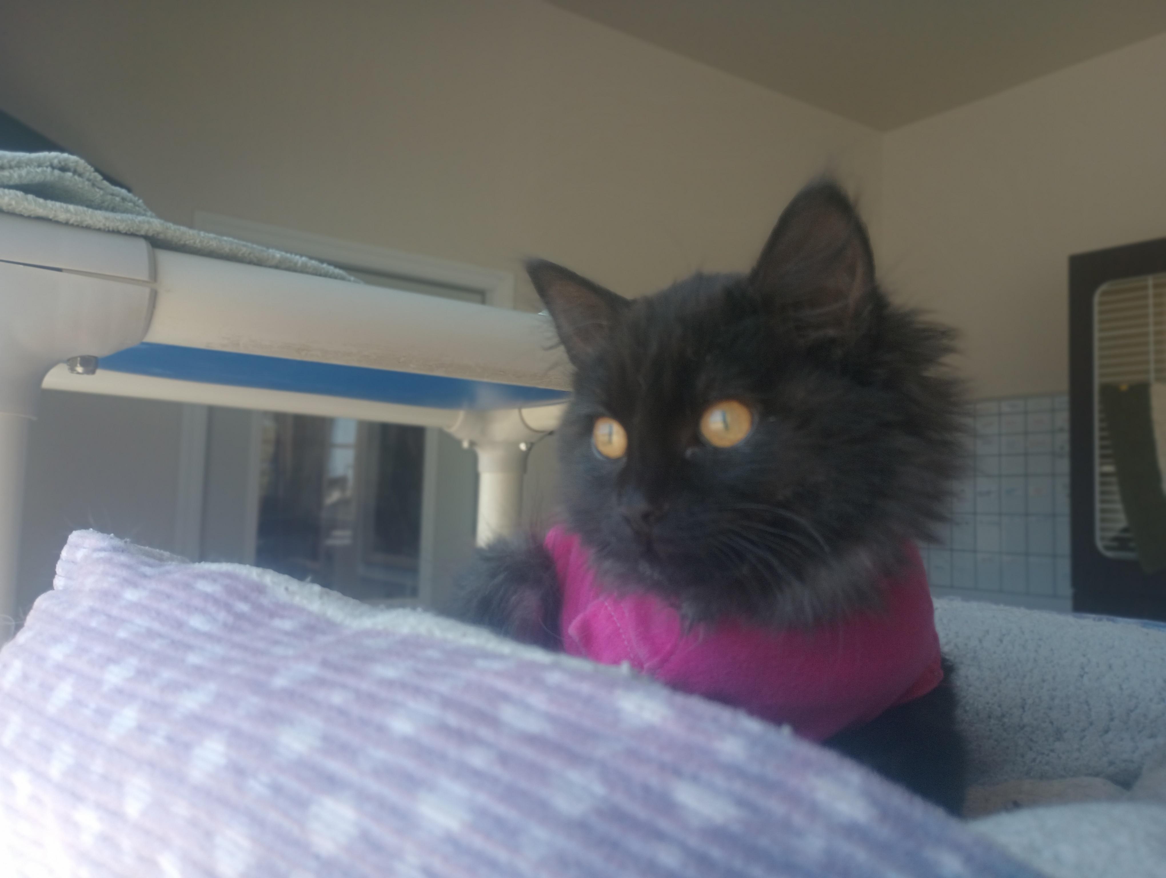 Agave, a ADOPTABLE Domestic Long Hair in Buena Vista, CO image 4/5