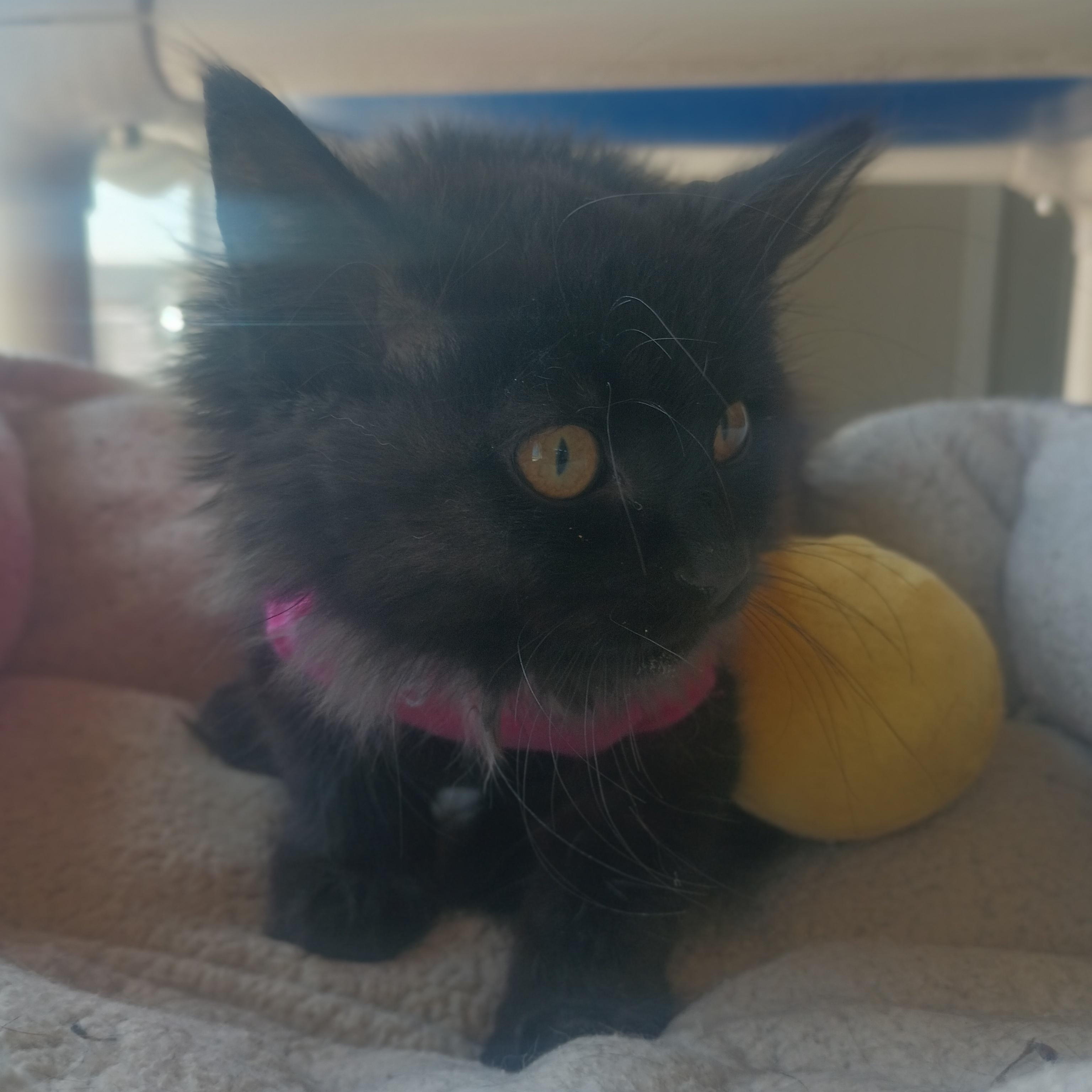 Agave, a ADOPTABLE Domestic Long Hair in Buena Vista, CO image 5/5