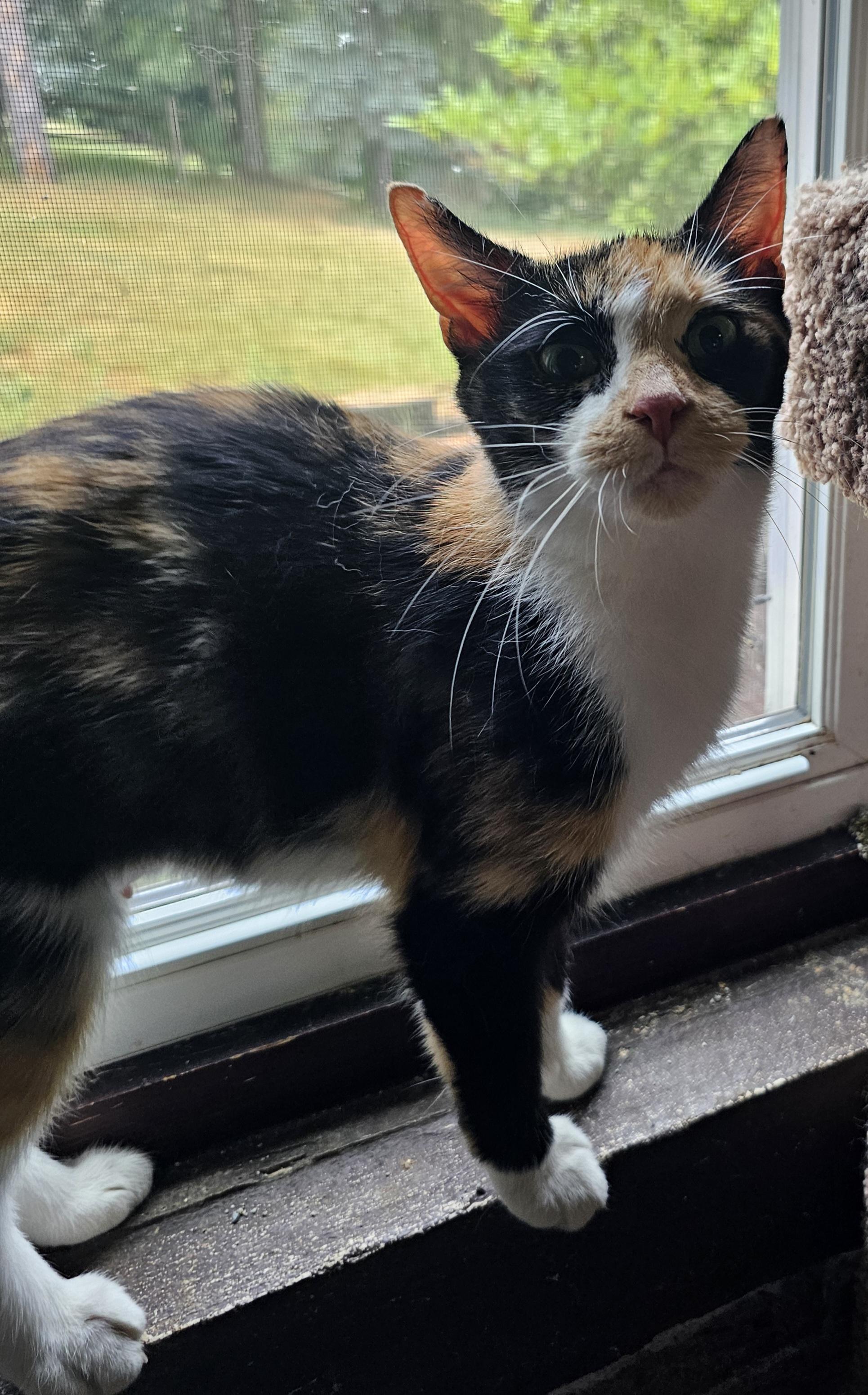 KitKat