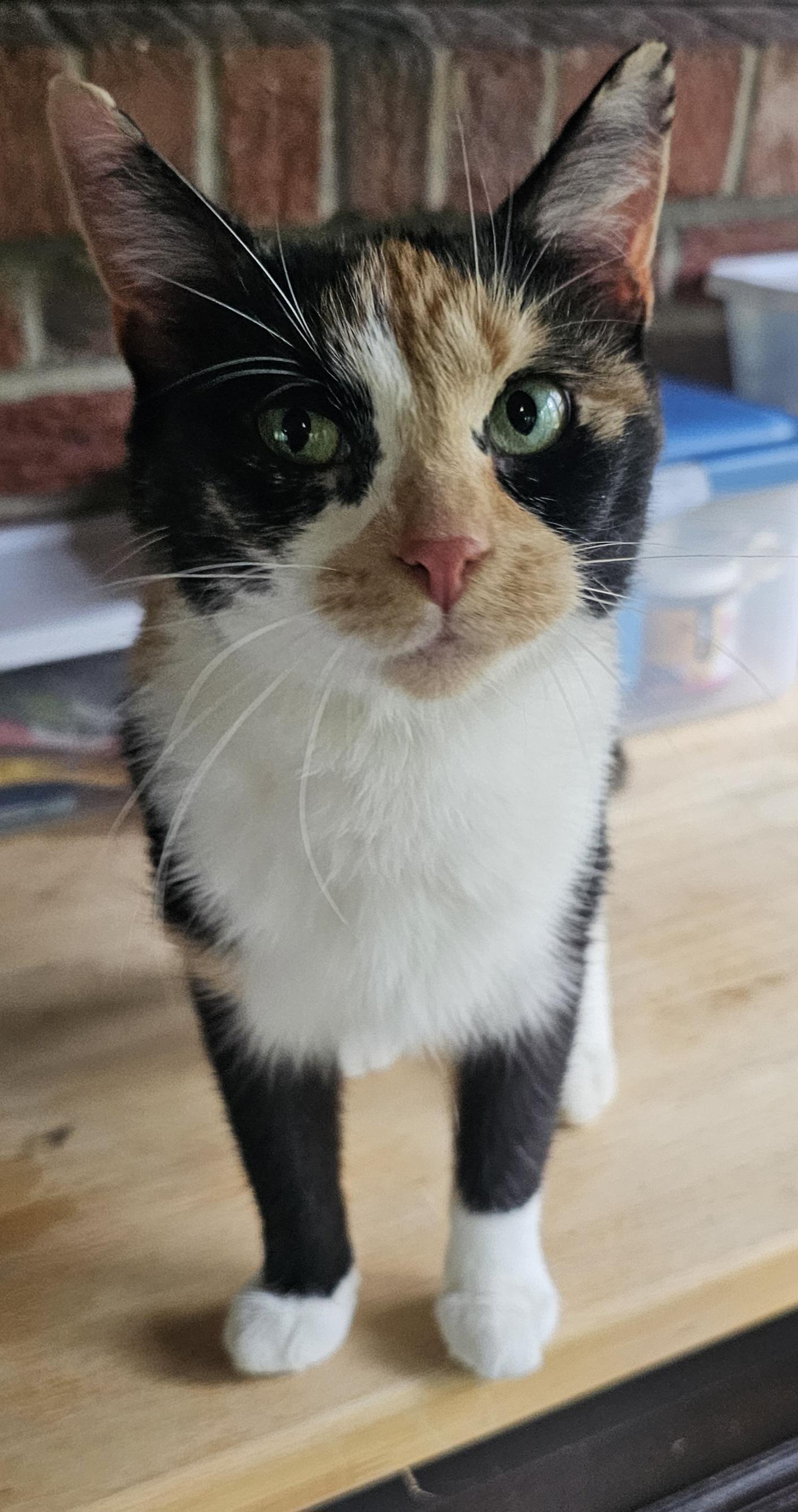 KitKat