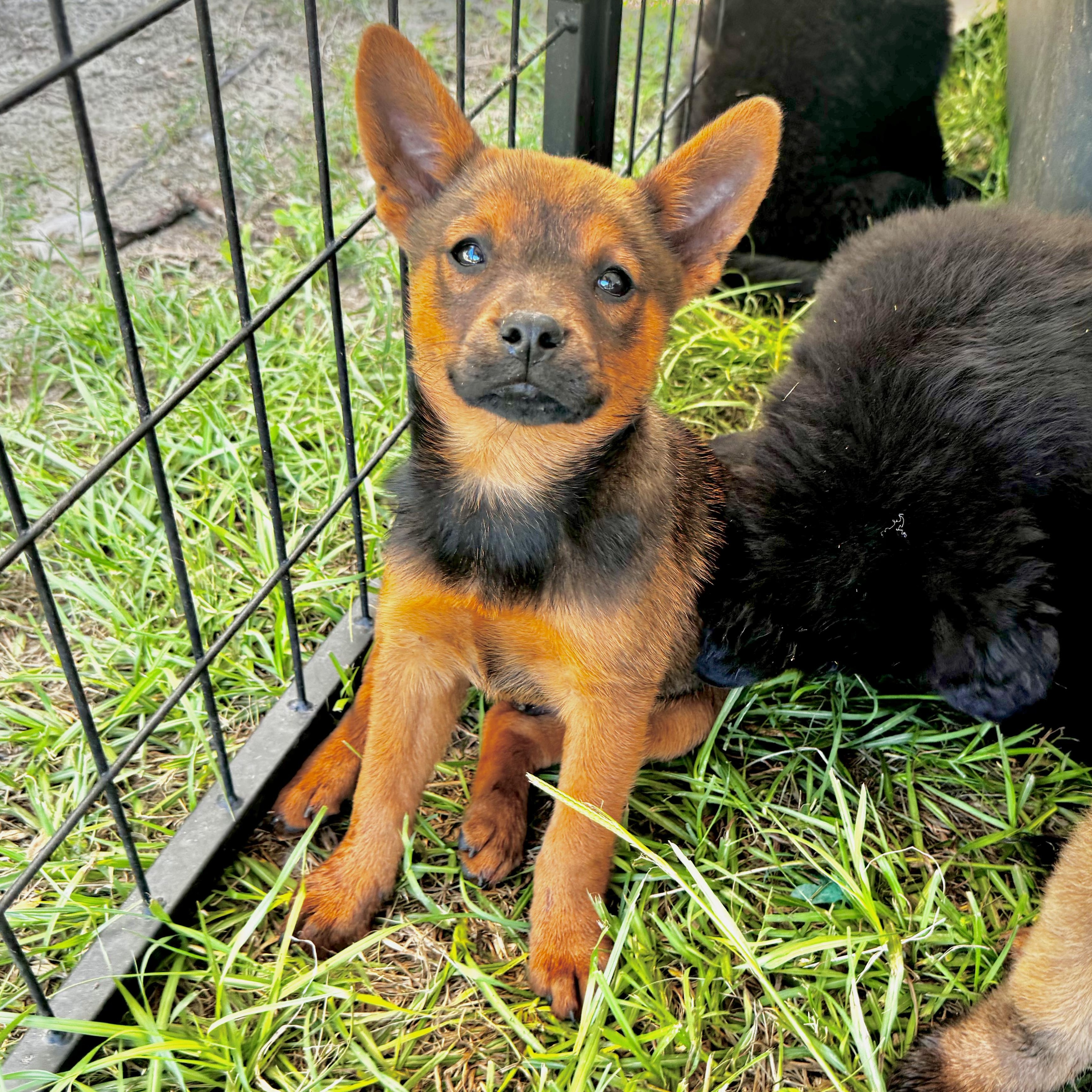 Enlarge Toulouse, a Adoptable mixed breed in allentown, PA image 3/3