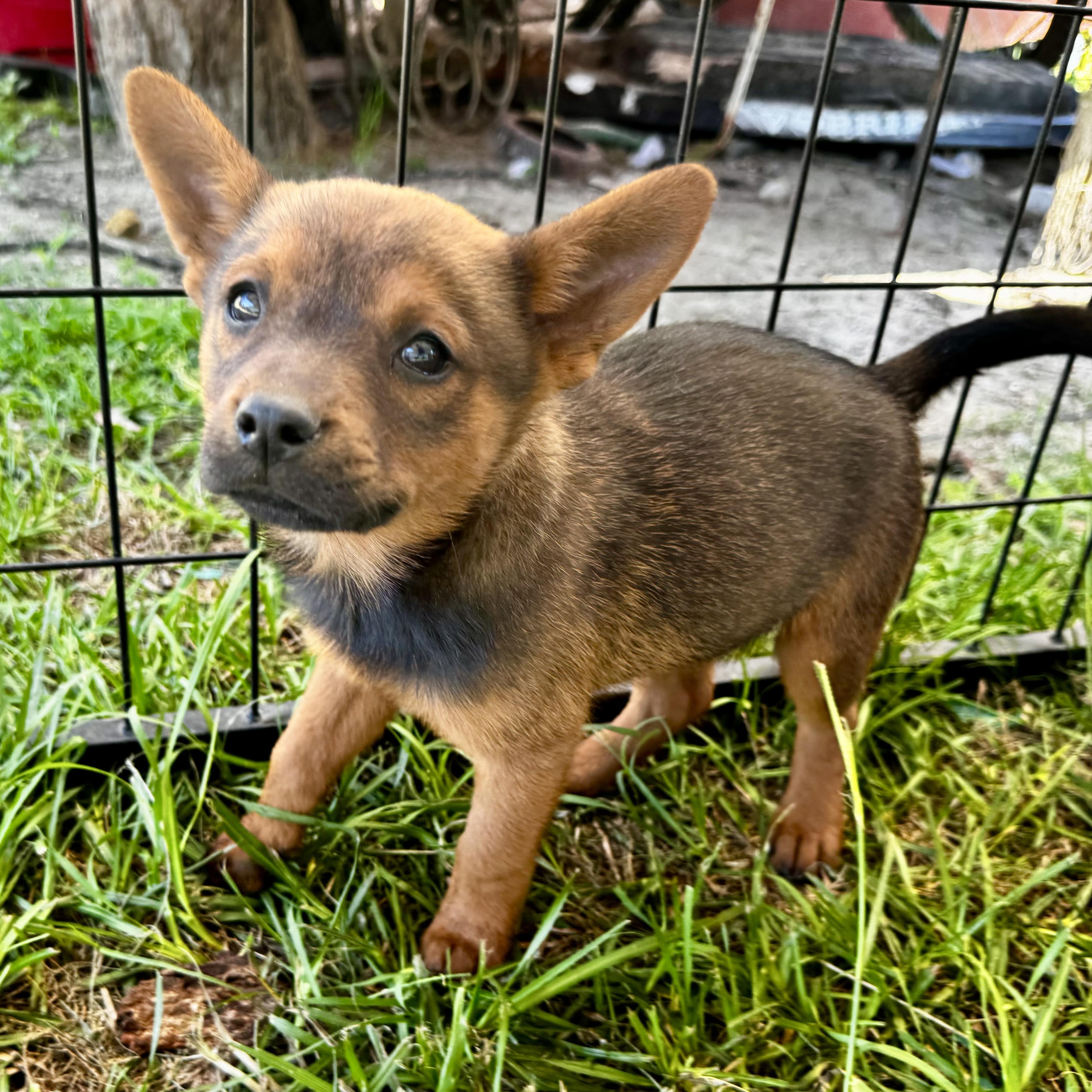 Enlarge Toulouse, a Adoptable mixed breed in allentown, PA image 2/3