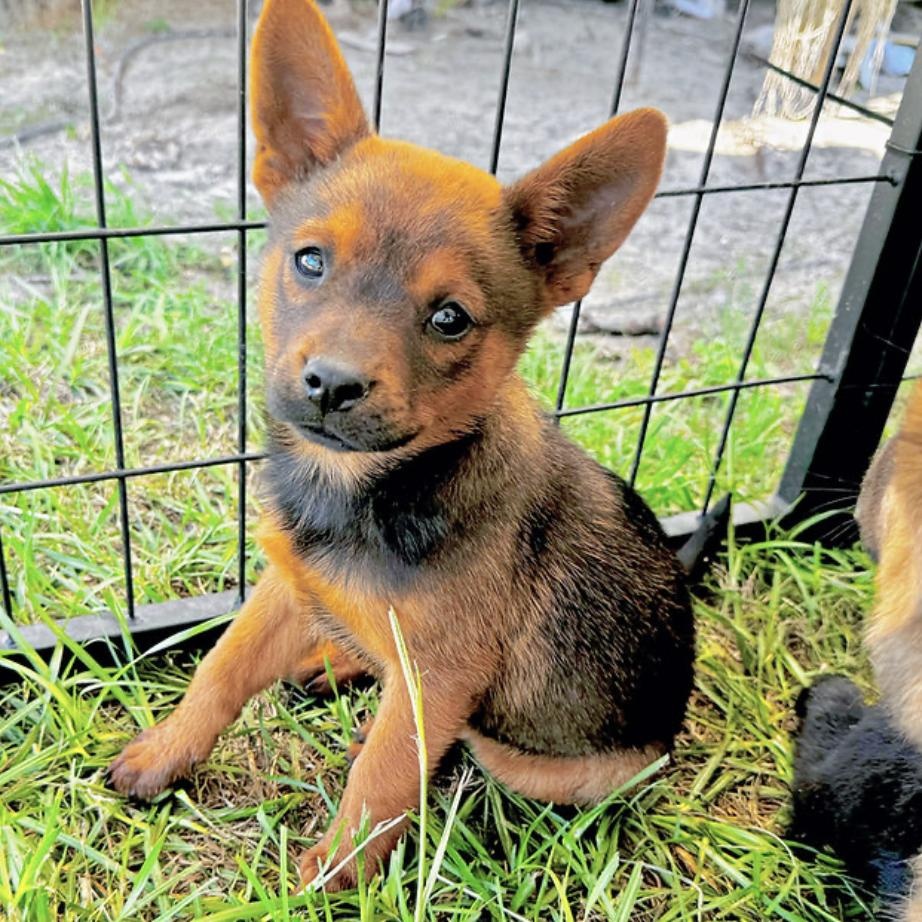 Enlarge Toulouse, a Adoptable mixed breed in allentown, PA image 1/3