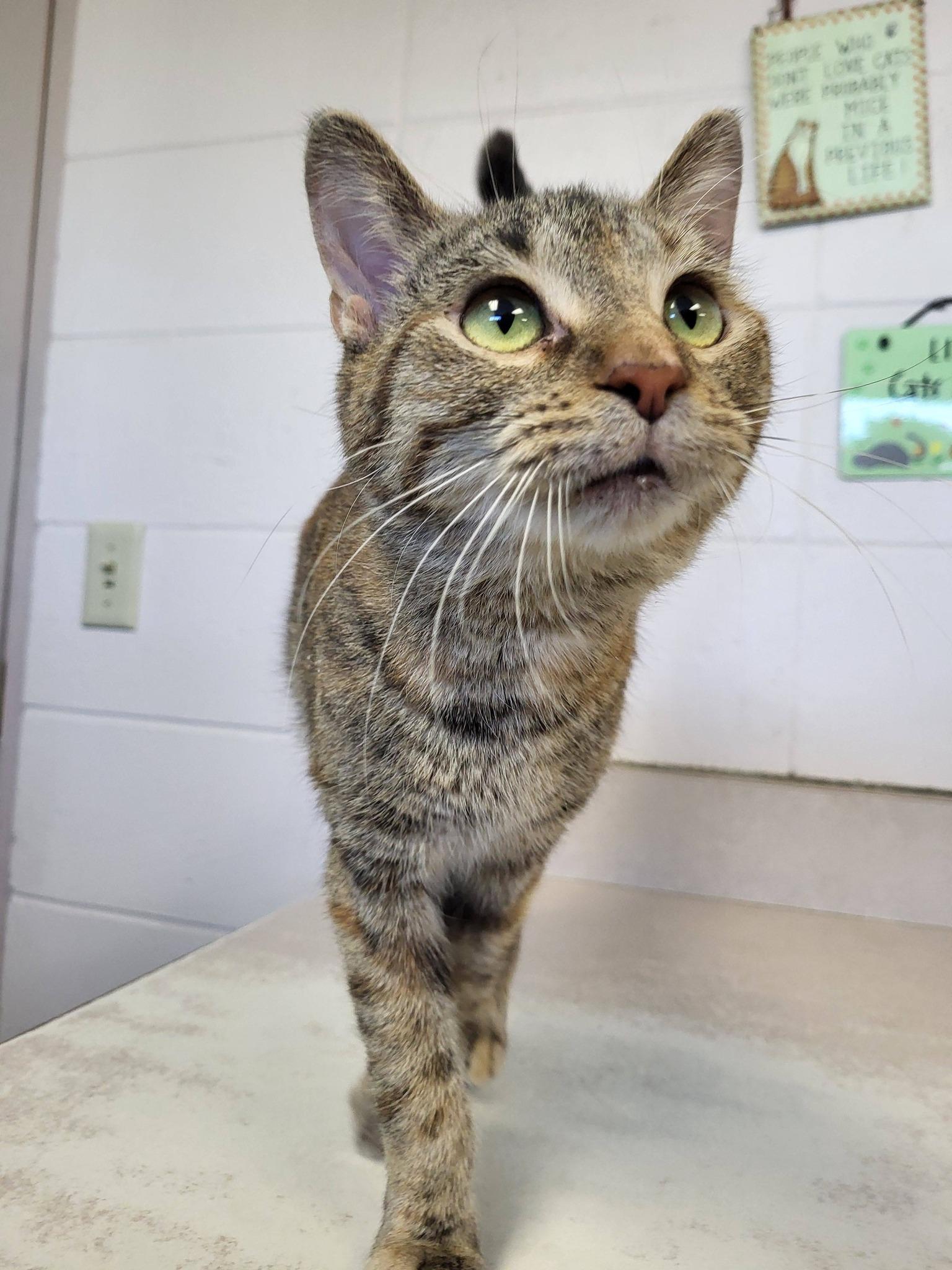 Enlarge Moxi, an adopted Domestic Short Hair in Chilton, WI image 5/5