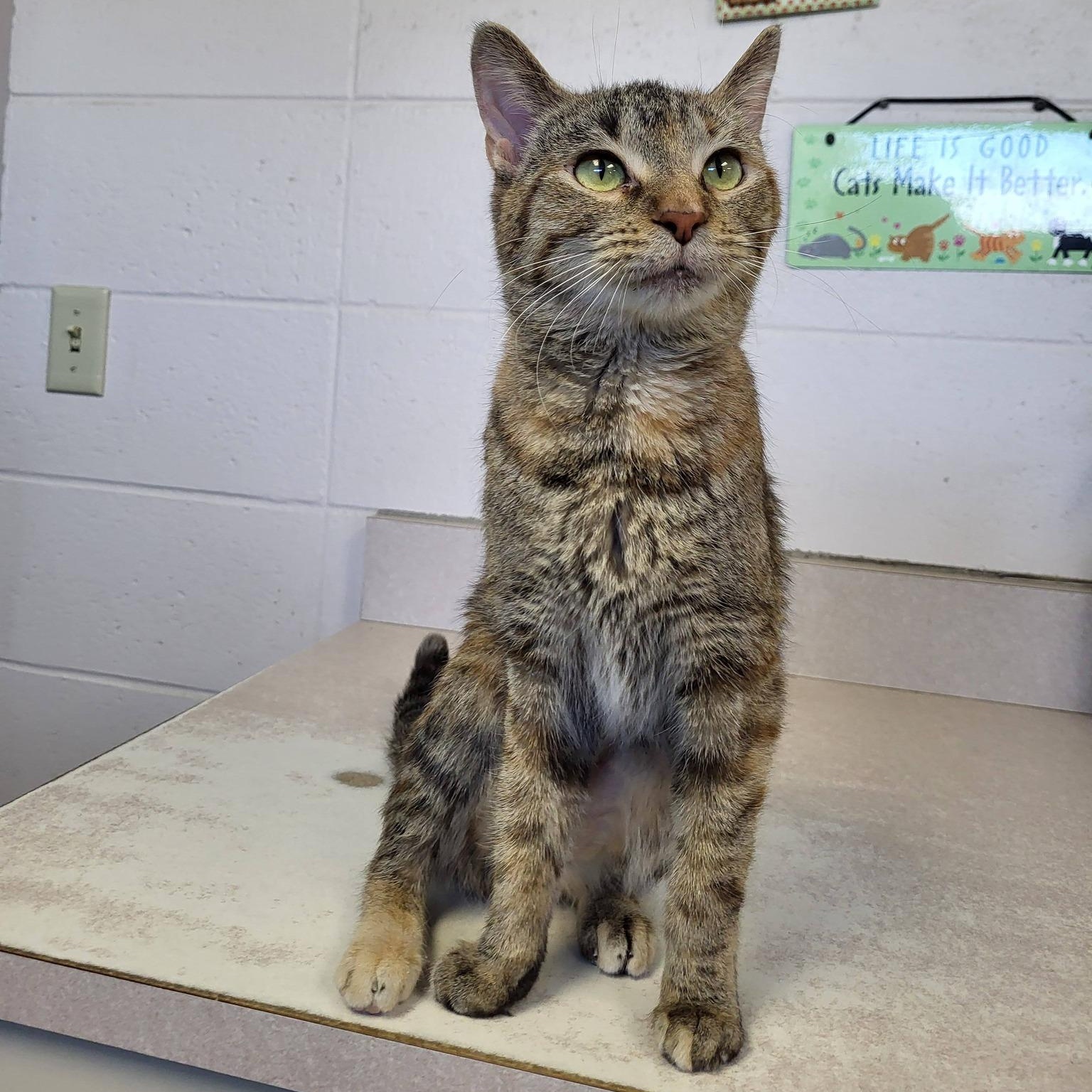 Moxi, adopted, Adult Female Domestic Short Hair.