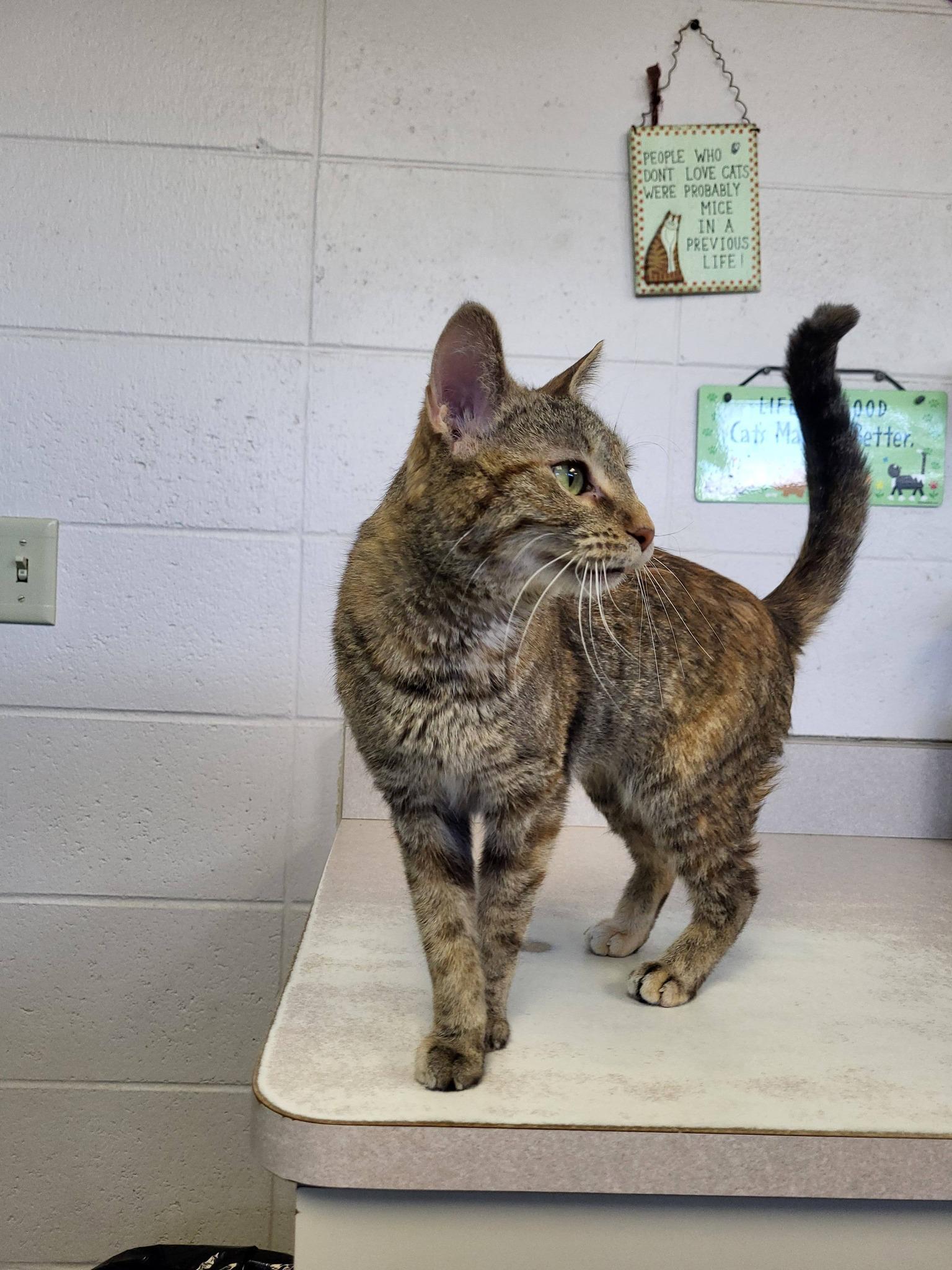 Enlarge Moxi, an adopted Domestic Short Hair in Chilton, WI image 2/5