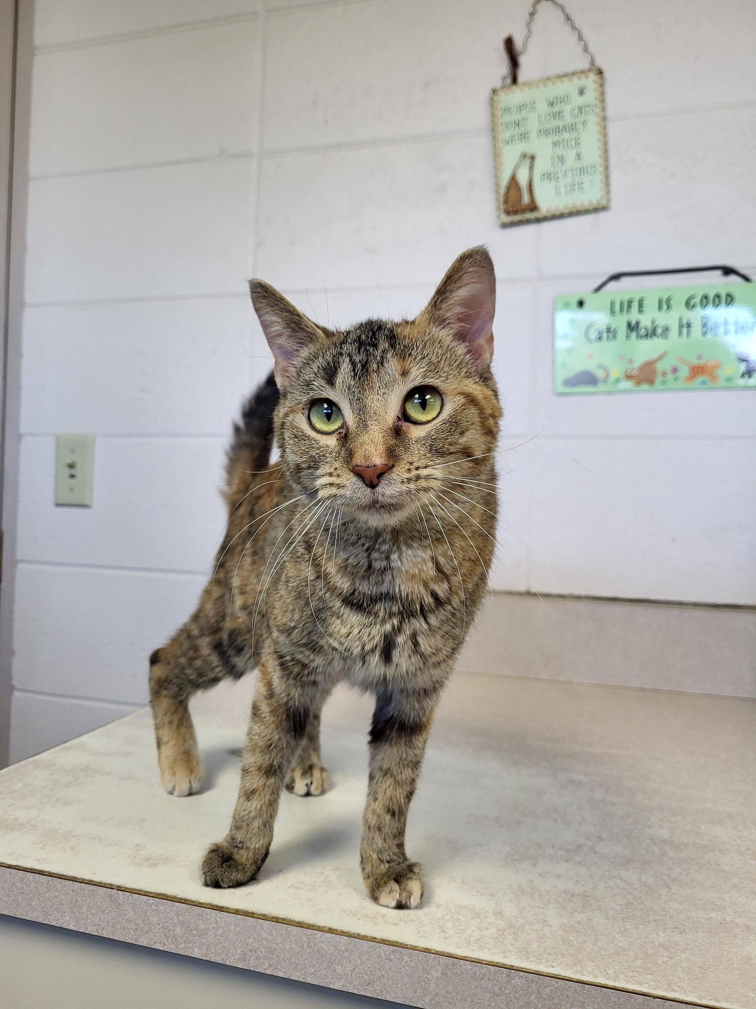 Enlarge Moxi, an adopted Domestic Short Hair in Chilton, WI image 4/5