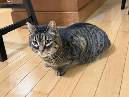 Bentley, Adoptable, Senior Male Domestic Short Hair & Domestic Short Hair.