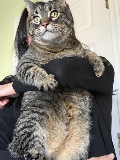 Bentley, Adoptable, Senior Male Domestic Short Hair & Domestic Short Hair.