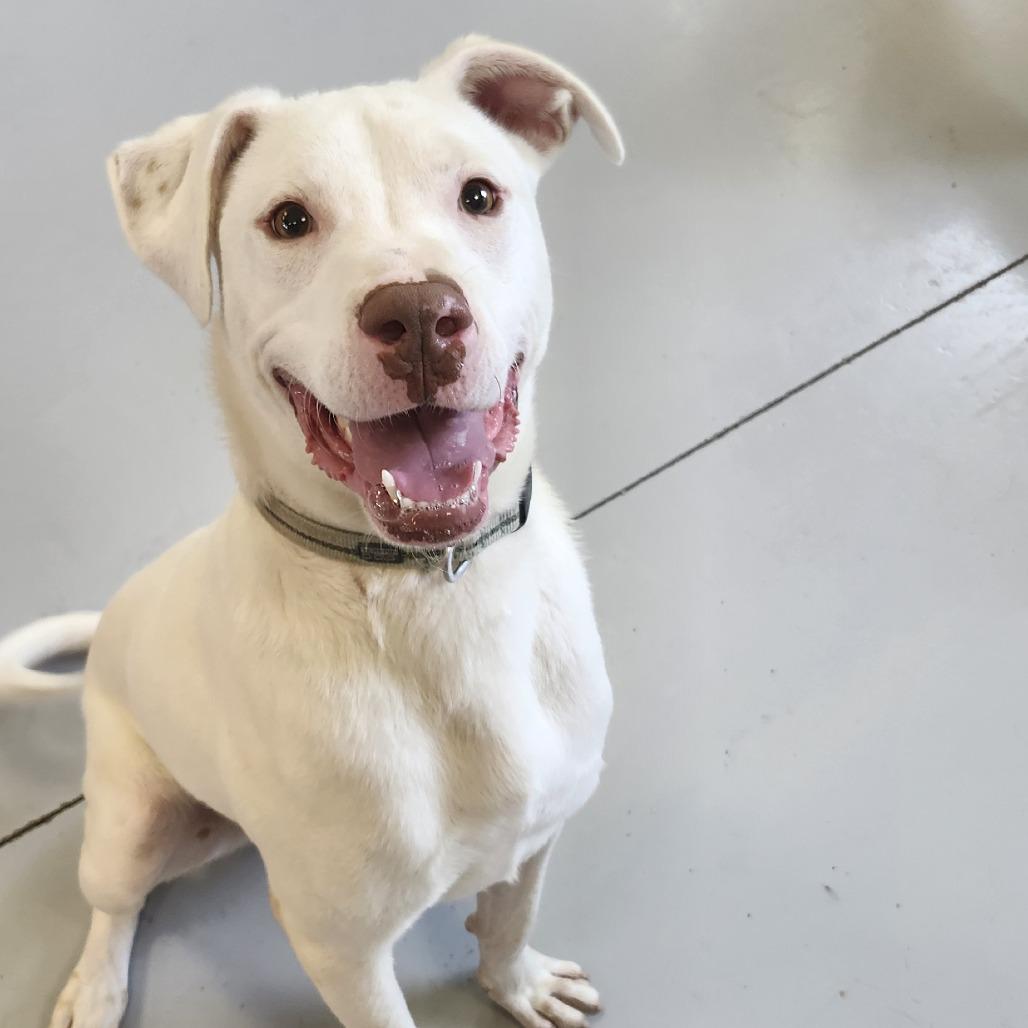 Casper, Adoptable, Adult Male Mixed Breed.