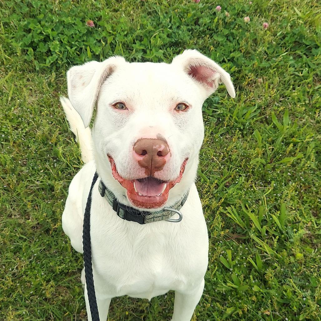Enlarge Casper, a Adoptable Mixed Breed in Ponca City, OK image 1/6