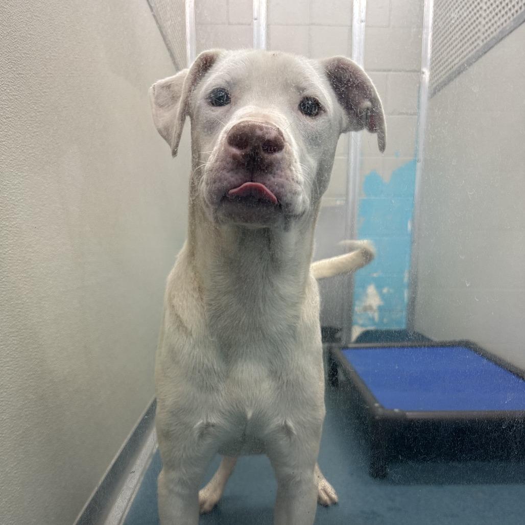 Casper, a Adoptable Mixed Breed in Ponca City, OK image 1/5