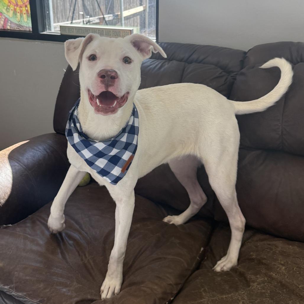 Casper, a Adoptable Mixed Breed in Ponca City, OK image 2/5