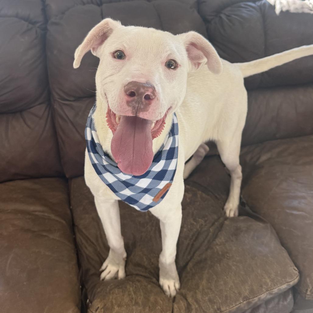 Casper, a Adoptable Mixed Breed in Ponca City, OK image 3/5