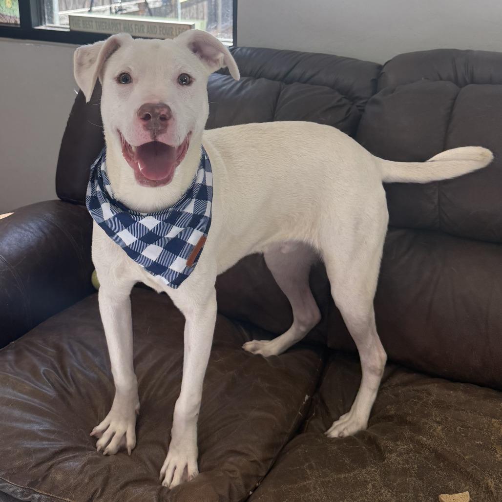 Casper, a Adoptable Mixed Breed in Ponca City, OK image 4/5