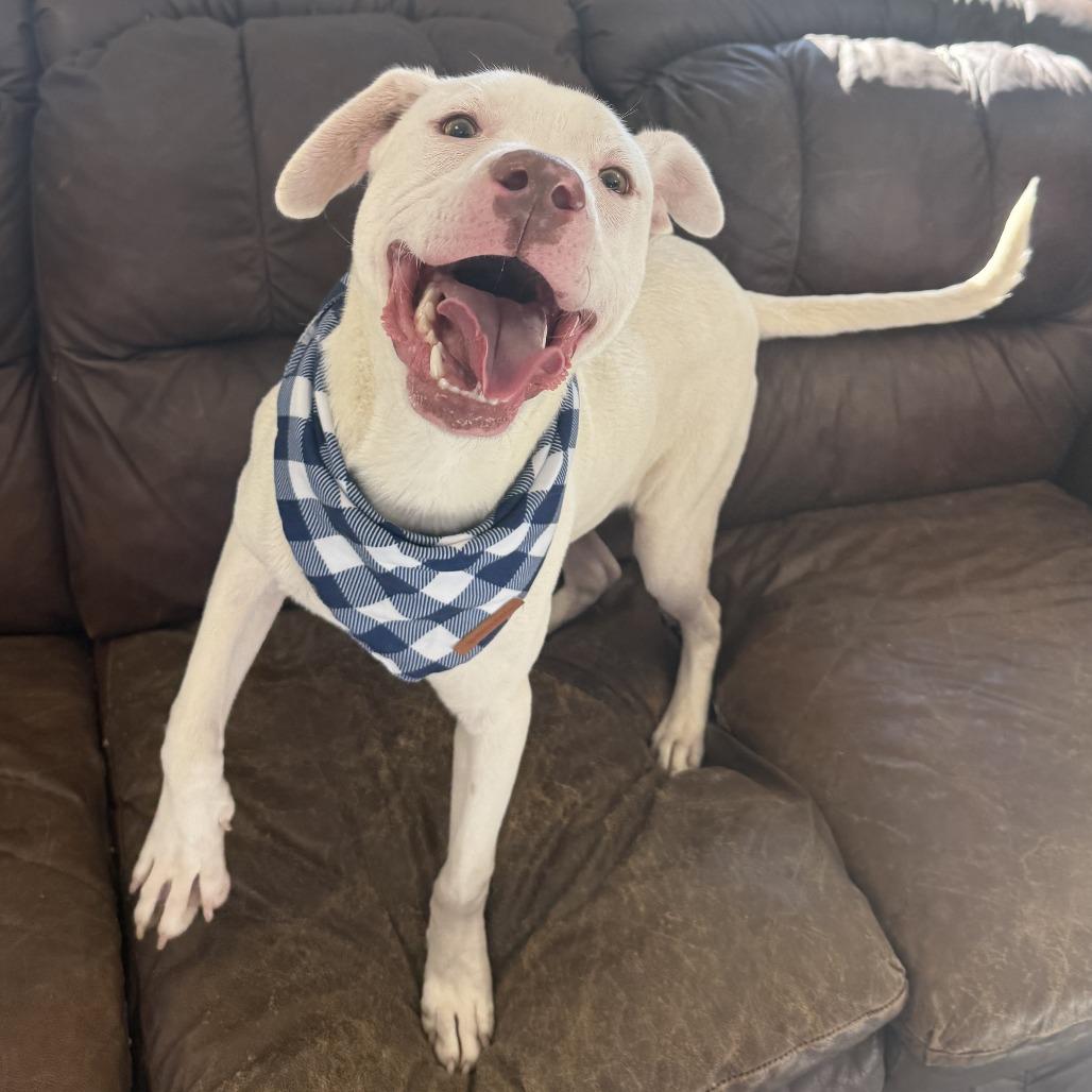 Casper, a Adoptable Mixed Breed in Ponca City, OK image 5/5