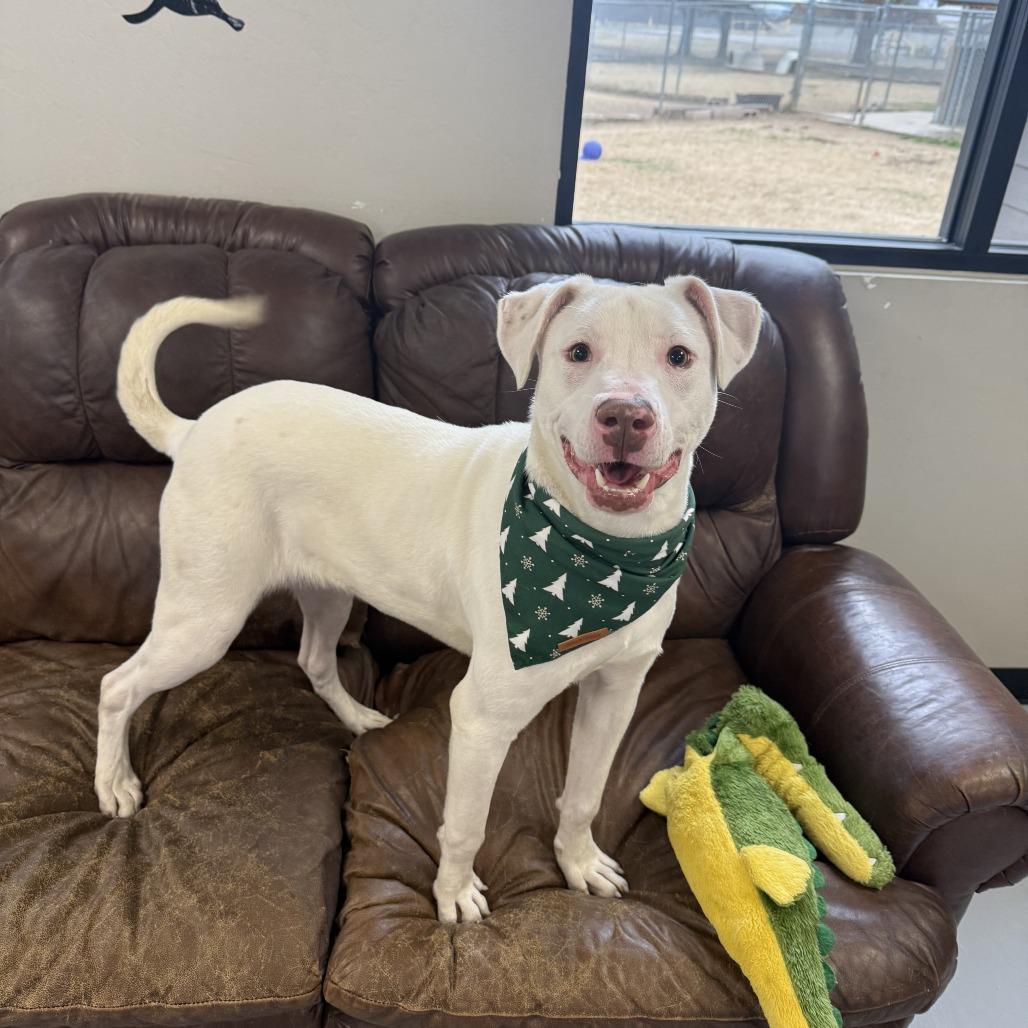 Casper, a Adoptable Mixed Breed in Ponca City, OK image 6/6