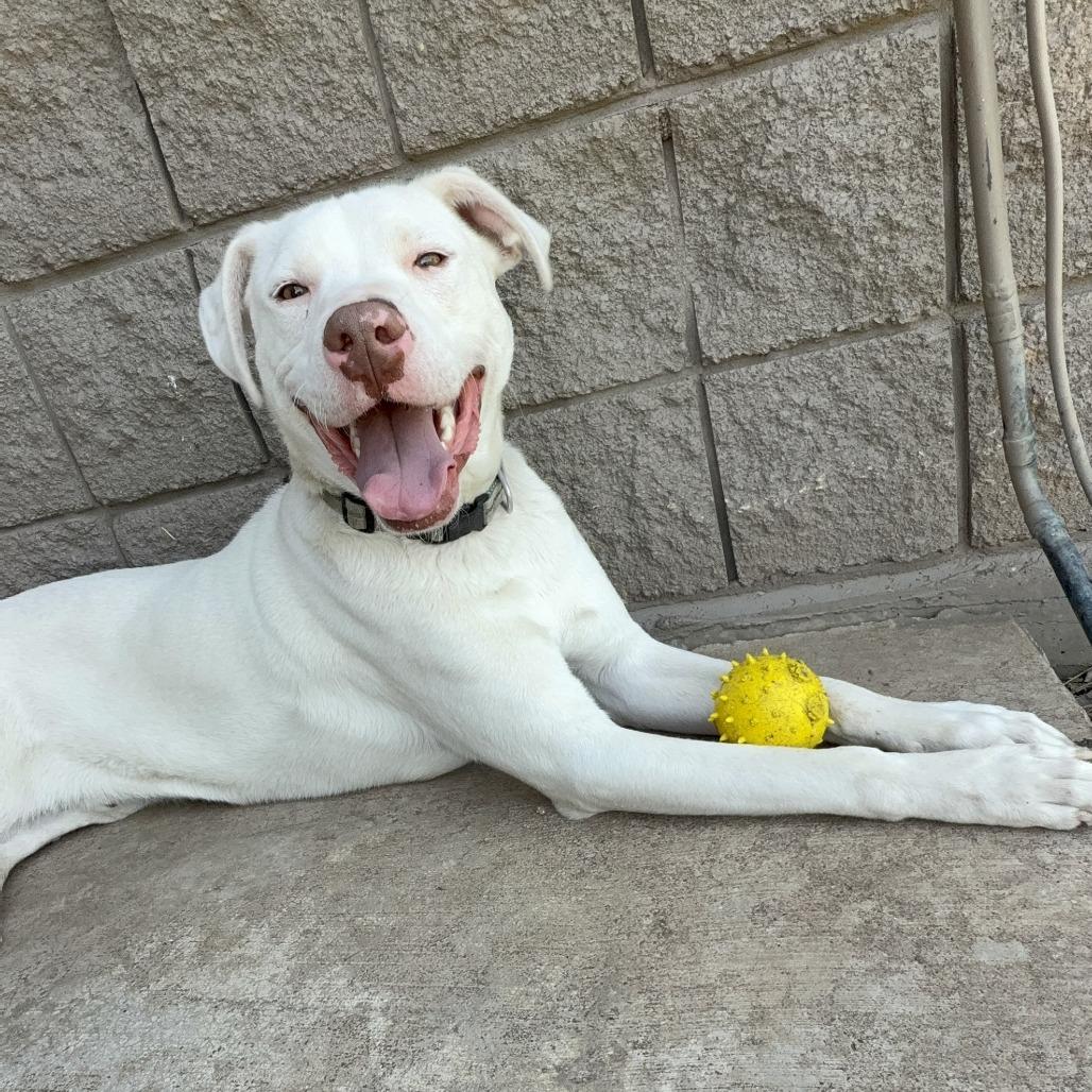 Casper, a Adoptable Mixed Breed in Ponca City, OK image 6/6