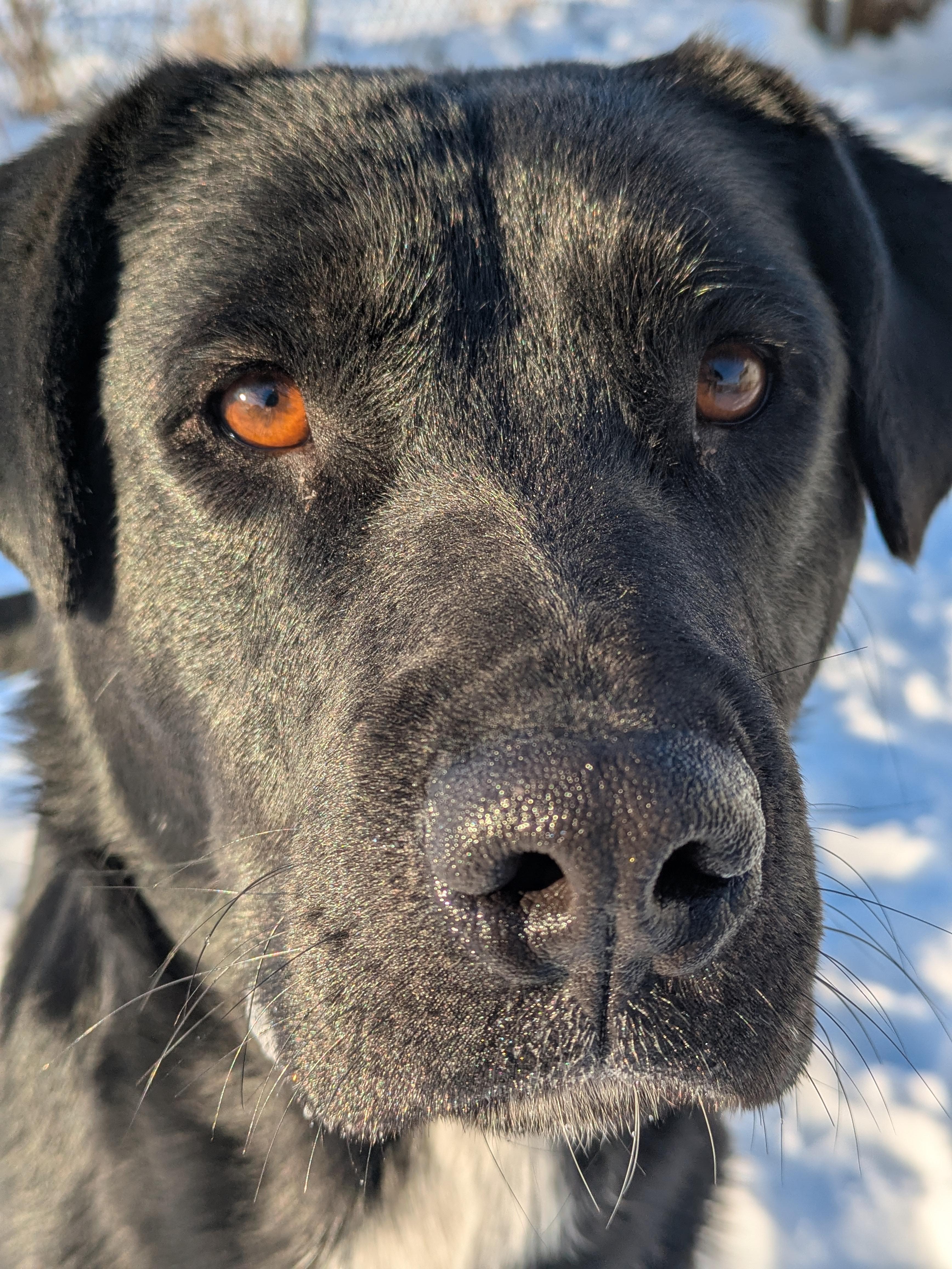 Mickey, ADOPTABLE, Adult Male Black Labrador Retriever.