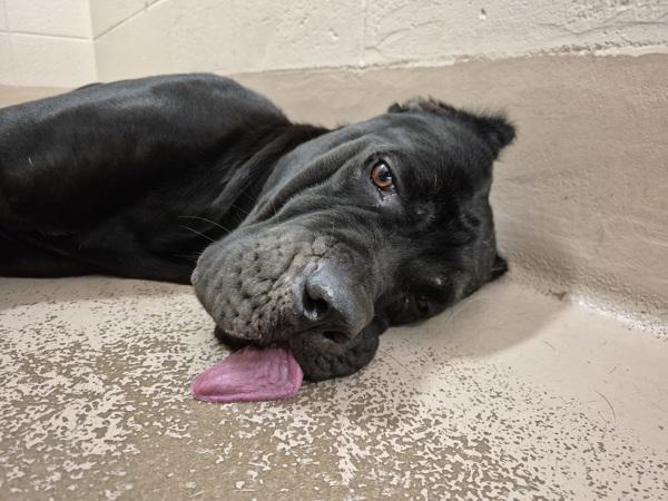 Enlarge Vc-13d Panther, a Adoptable mixed breed in Lawrenceville, GA image 1/2
