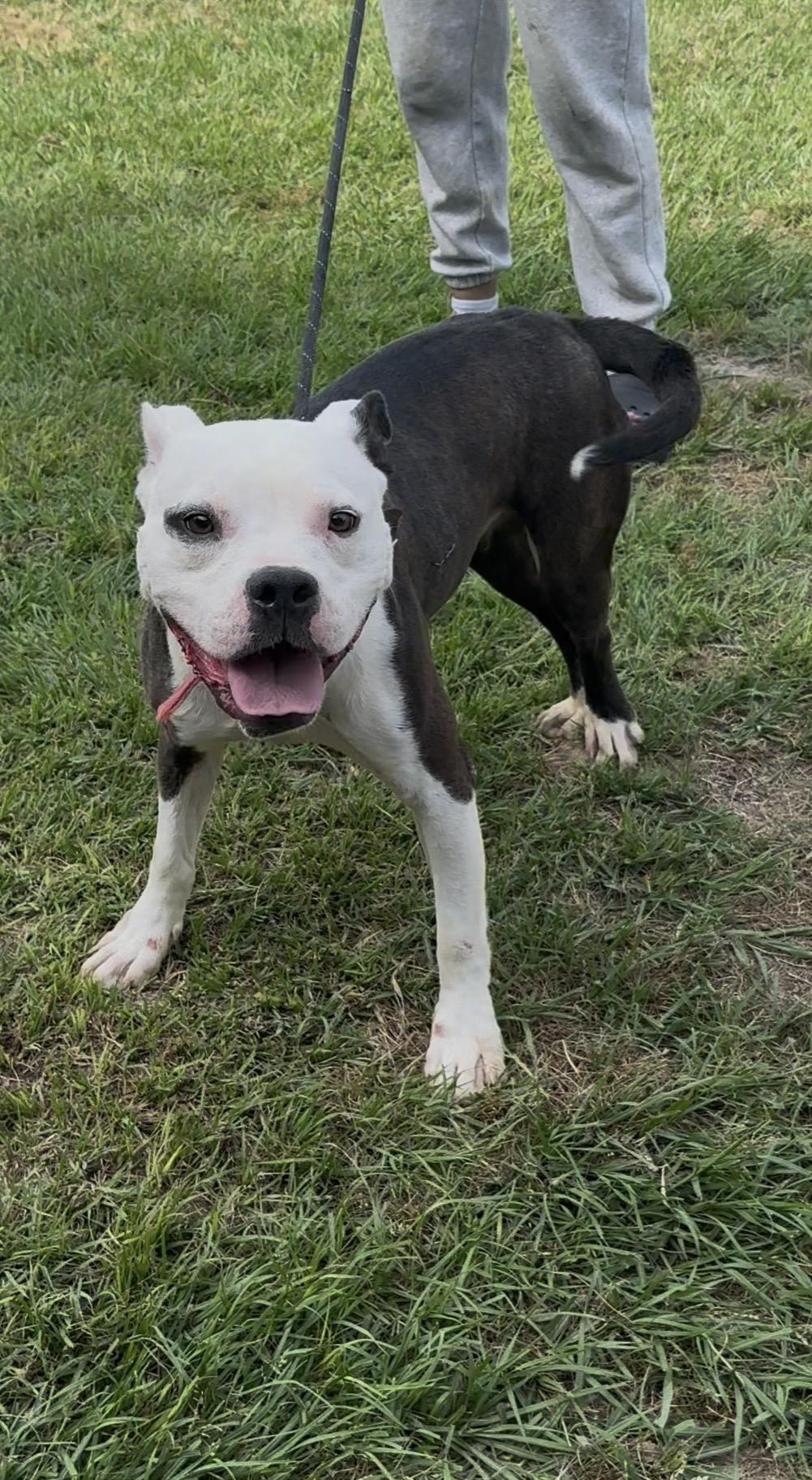 Lance, Adoptable, Young Male American Staffordshire Terrier.