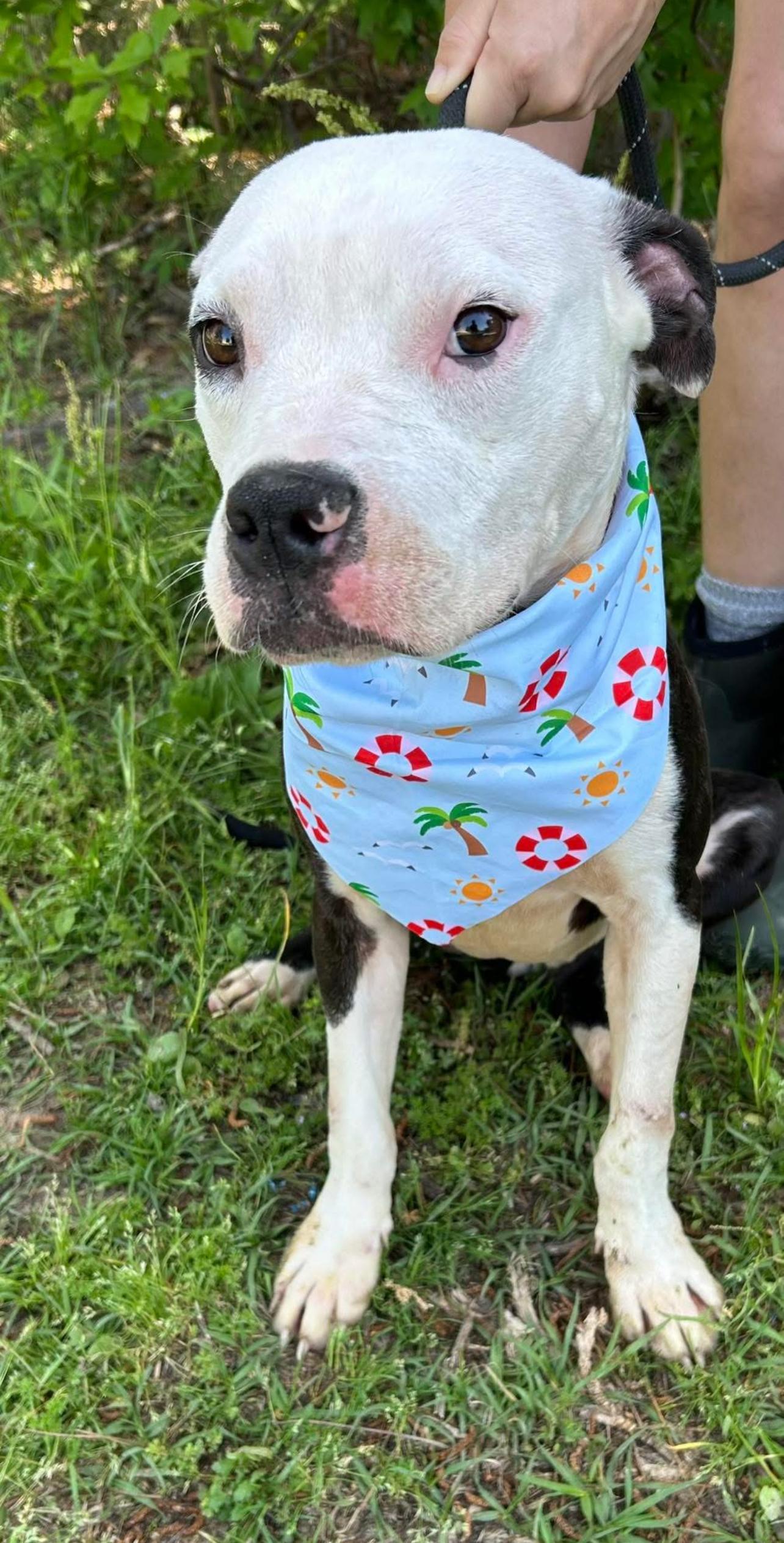 Lance, Adoptable, Young Male American Staffordshire Terrier.