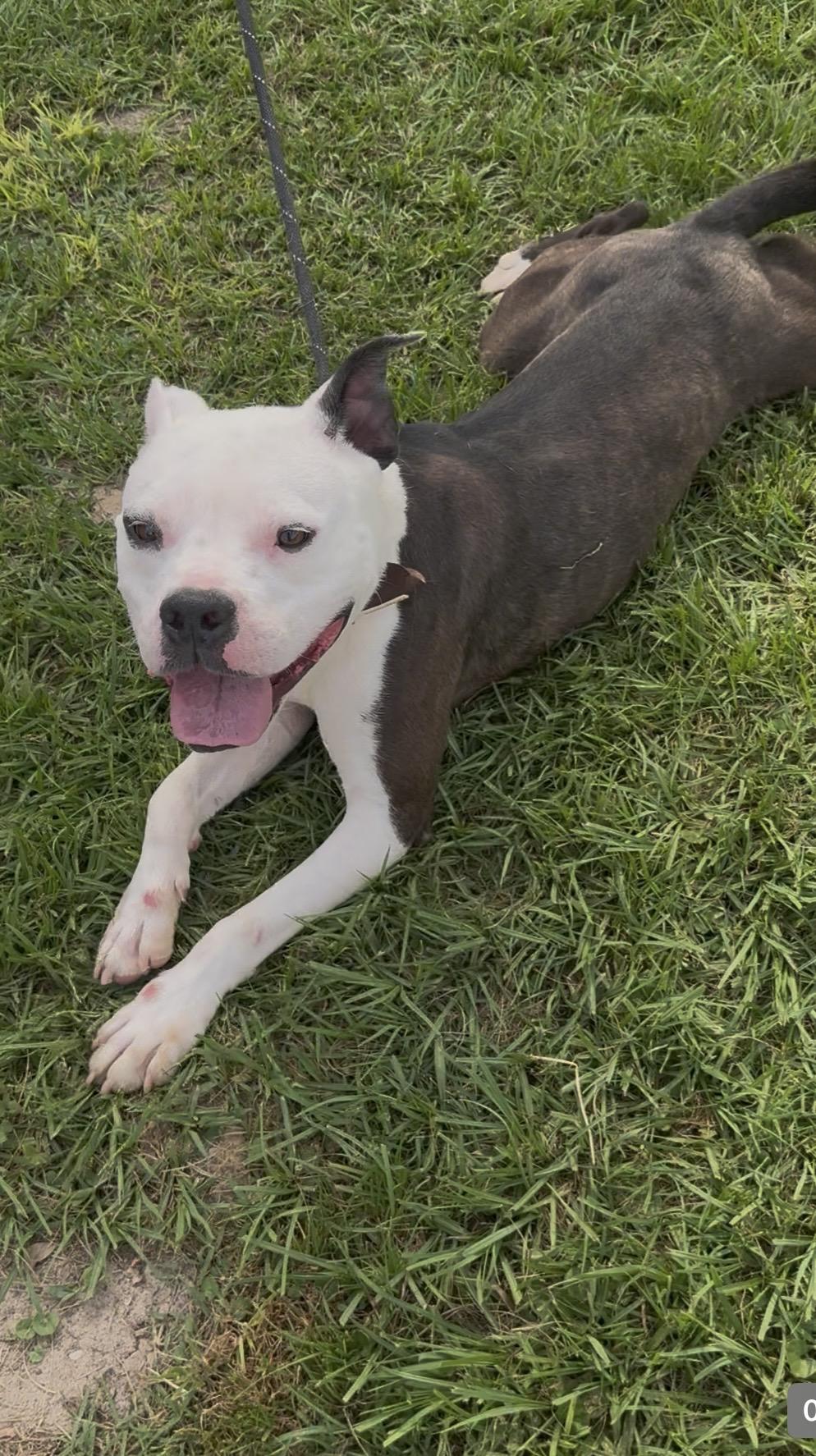 Enlarge Lance, a Adoptable American Staffordshire Terrier in Tyler, TX image 2/3