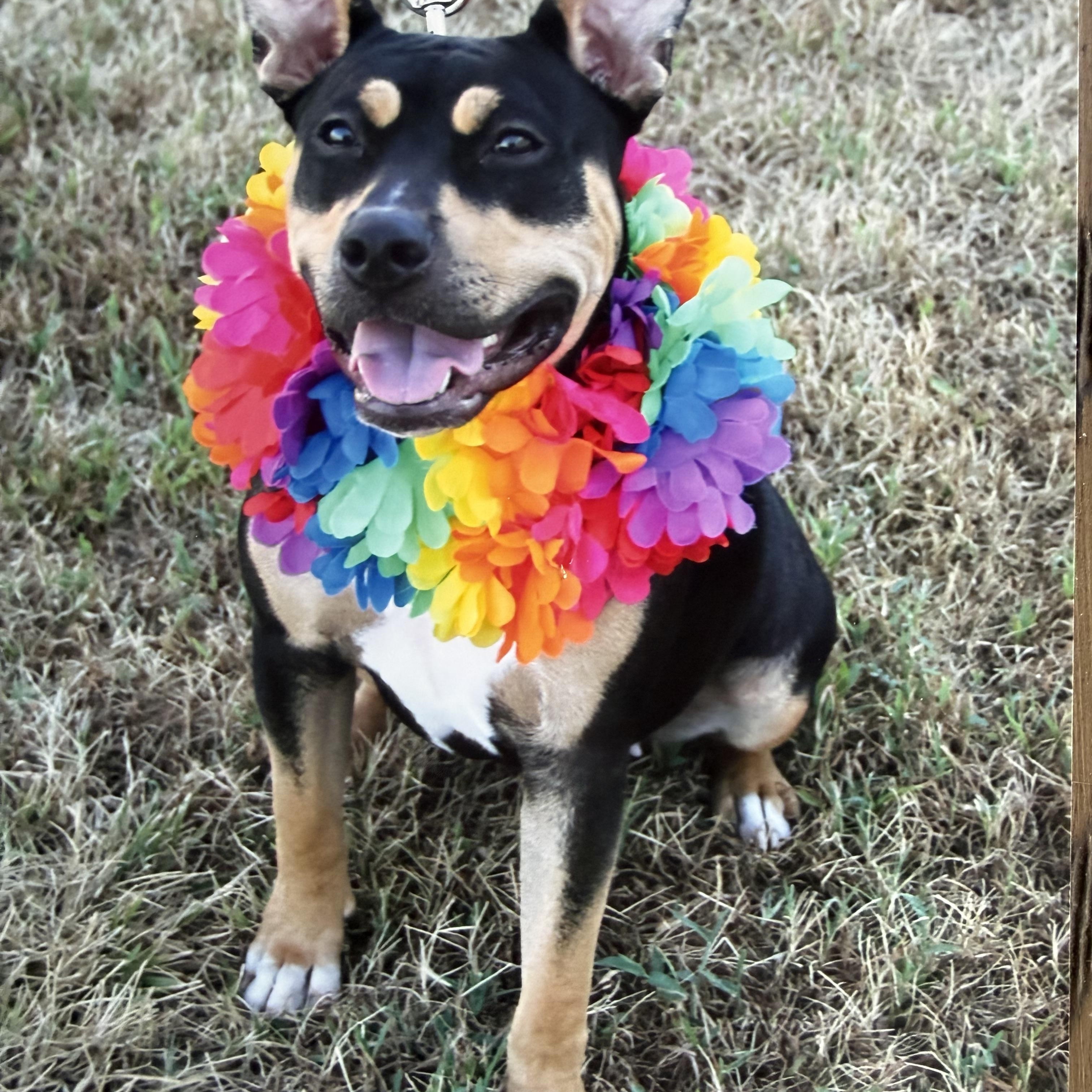 Ellie Mae, ADOPTABLE, Puppy Female Pit Bull Terrier.