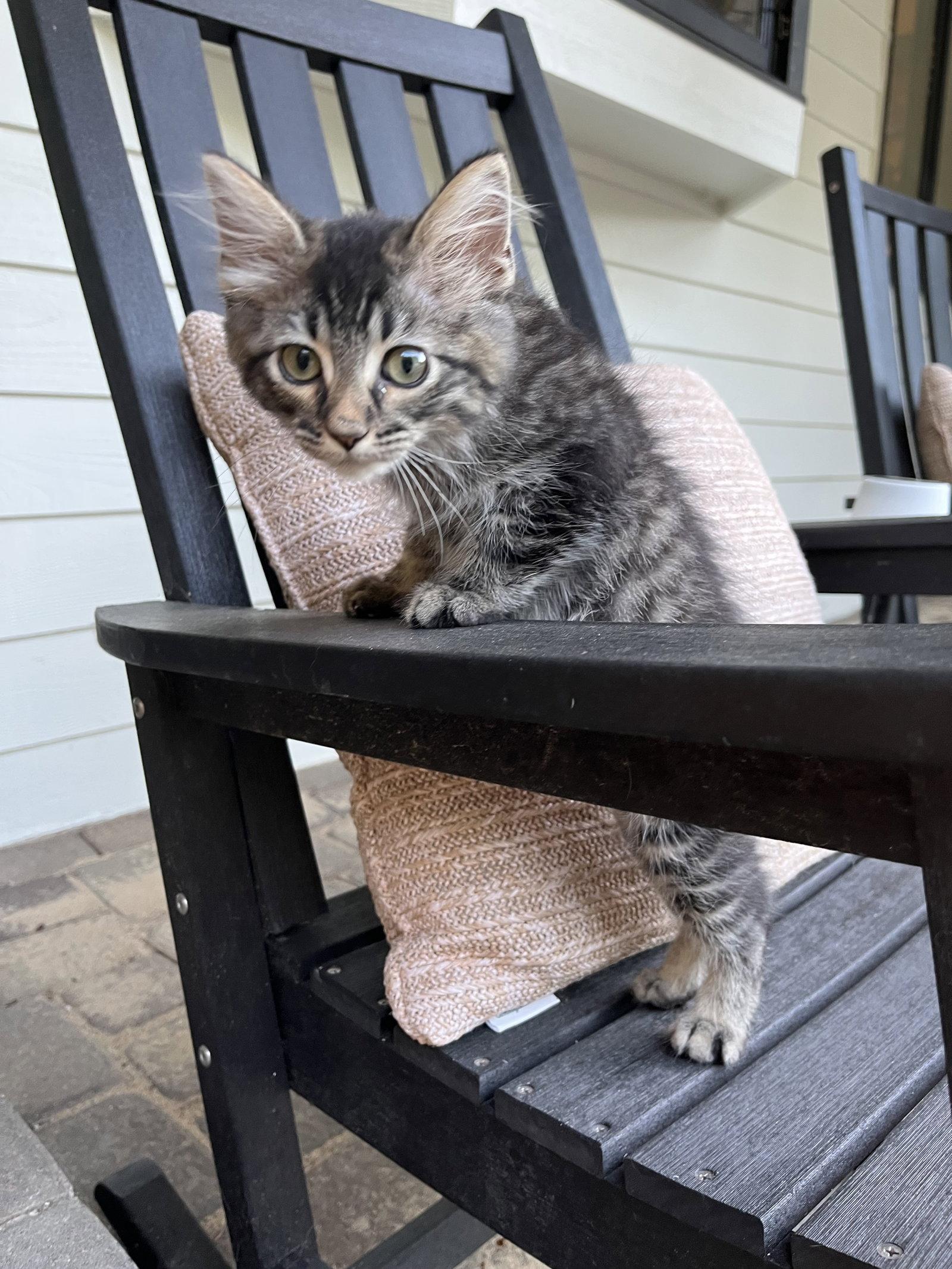 Enlarge Bobby, a Adopted mixed breed in Zimmerman, MN image 1/2