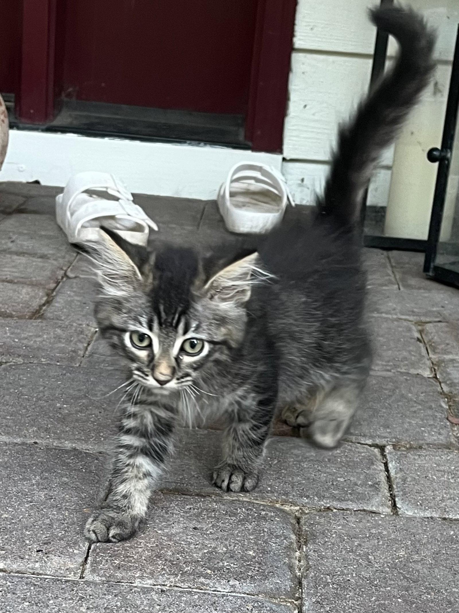 Enlarge Bobby, a Adopted mixed breed in Zimmerman, MN image 2/2