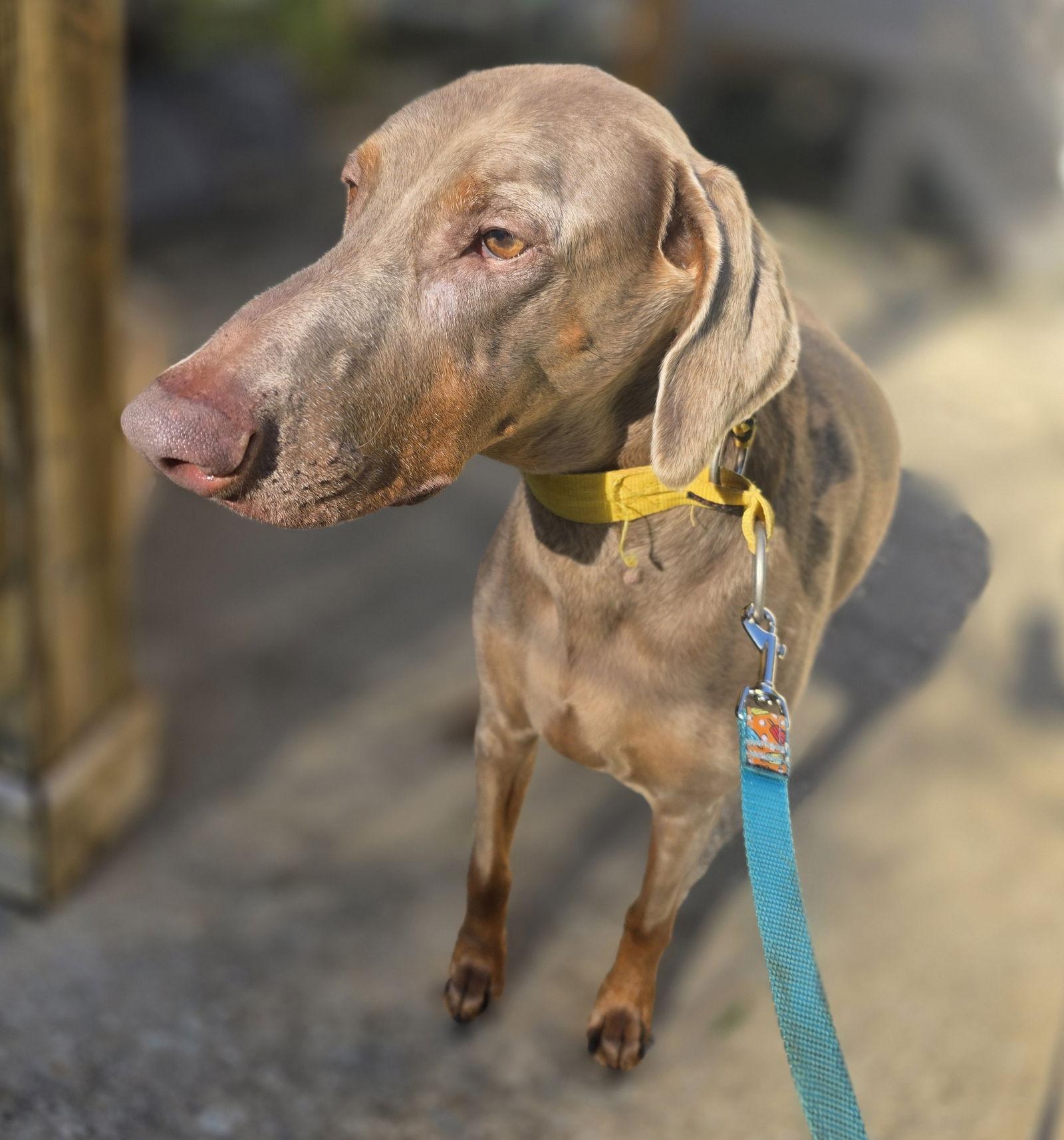 Marley Mae **Home for the Holidays 1/2 price!, Adoptable, Senior Female Doberman Pinscher.