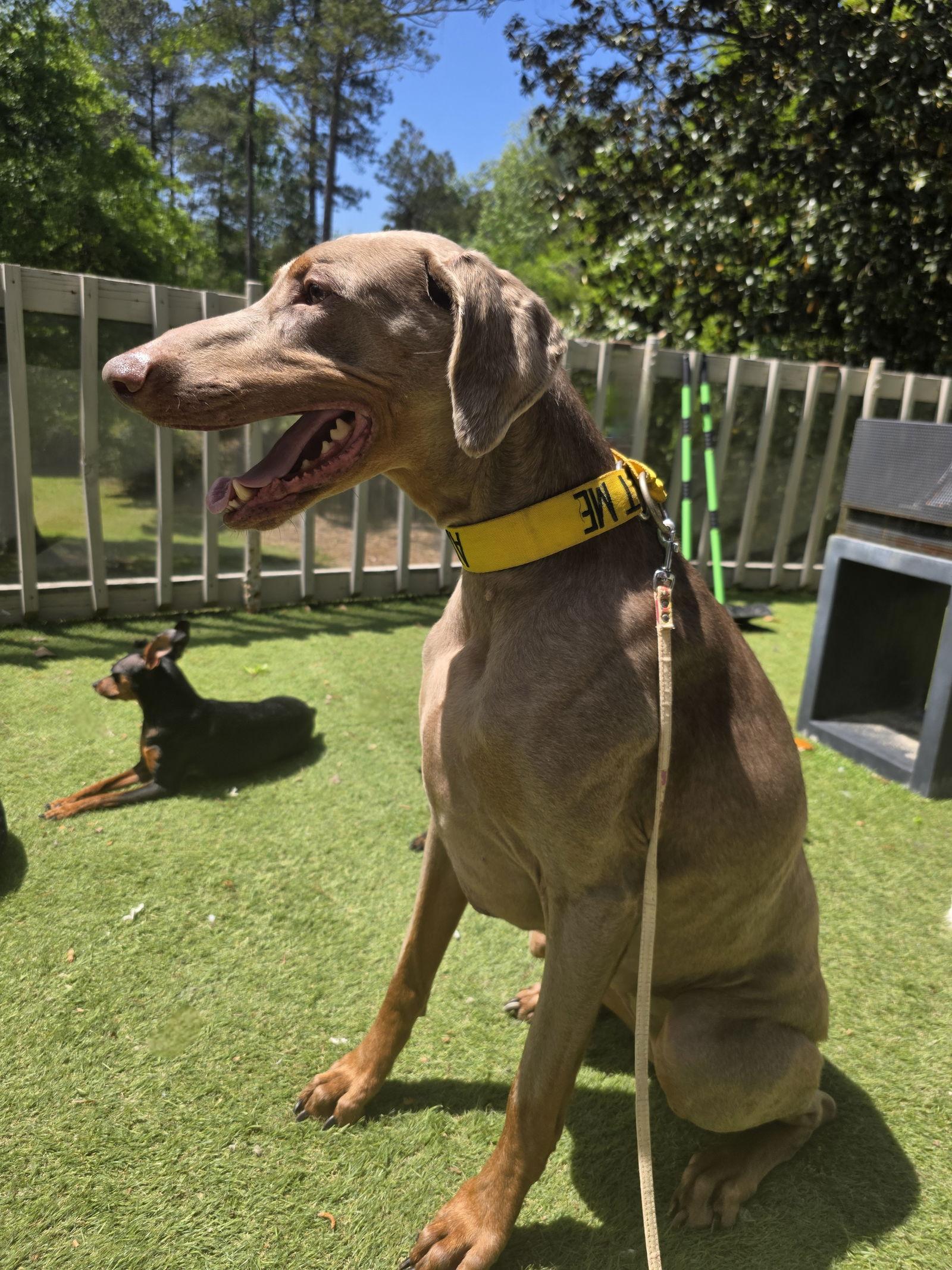 Marley Mae **Home for the Holidays 1/2 price!, Adoptable, Senior Female Doberman Pinscher.