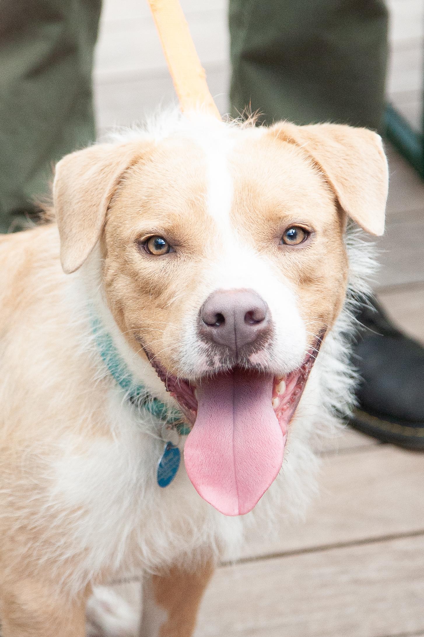 Porkchop (Scruffy Pittie), ADOPTABLE, Young Male Pit Bull Terrier.