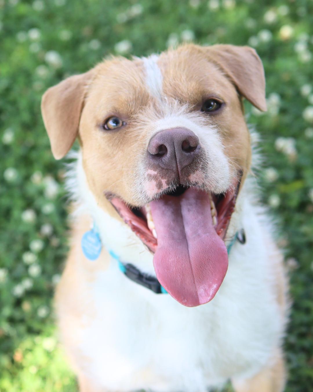 Porkchop (Scruffy Pittie), ADOPTABLE, Young Male Pit Bull Terrier.