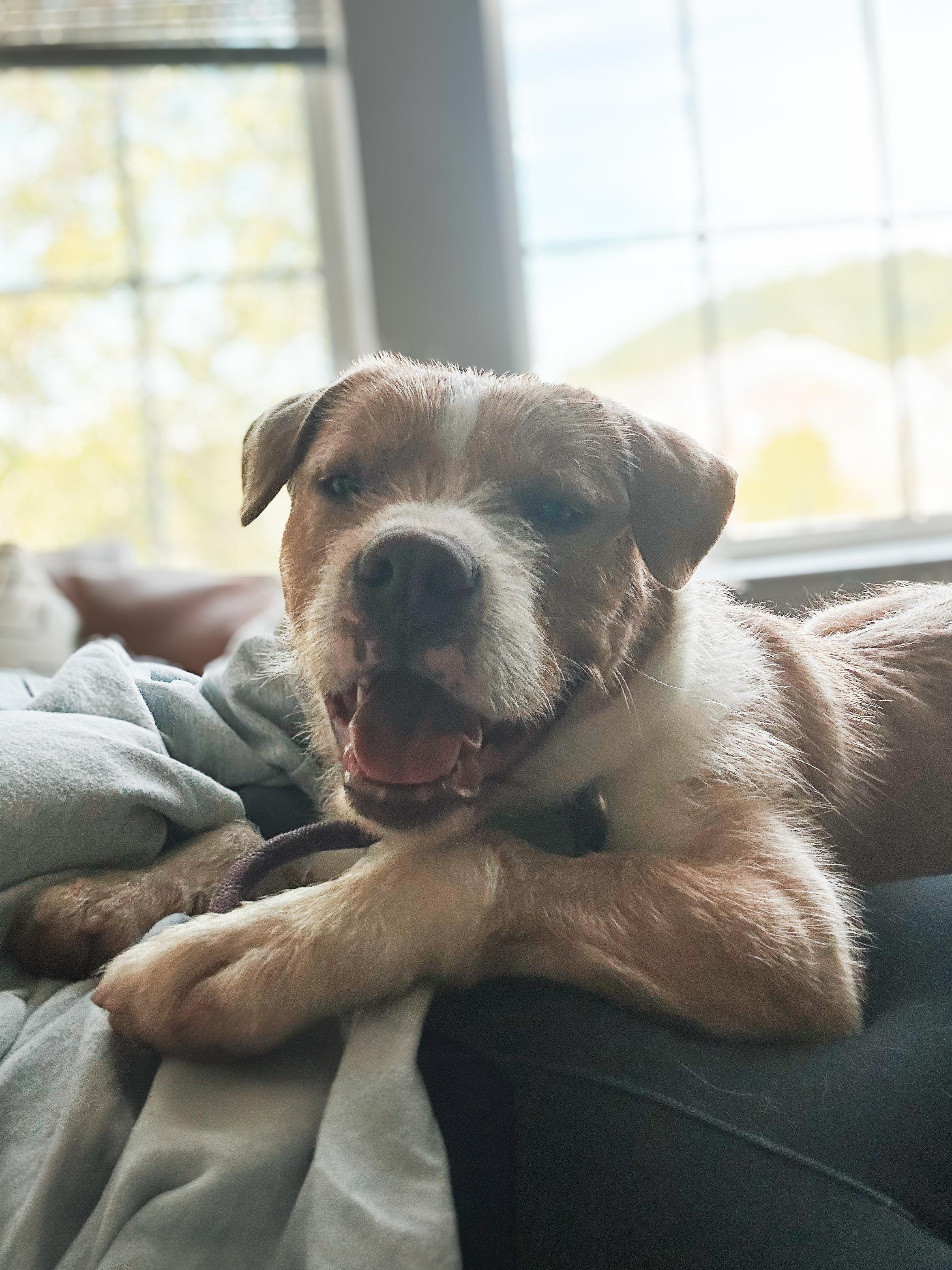 Enlarge Porkchop (Scruffy Pittie), a ADOPTABLE Pit Bull Terrier in Franklin, TN image 1/4