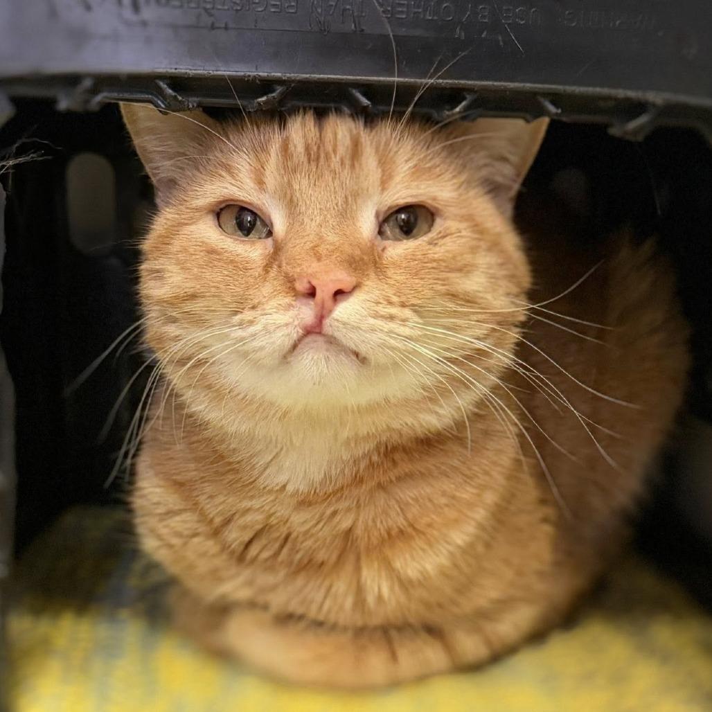 Enlarge Wilbur (Garfield), a Adoptable Domestic Medium Hair in Norfolk, NE image 1/3