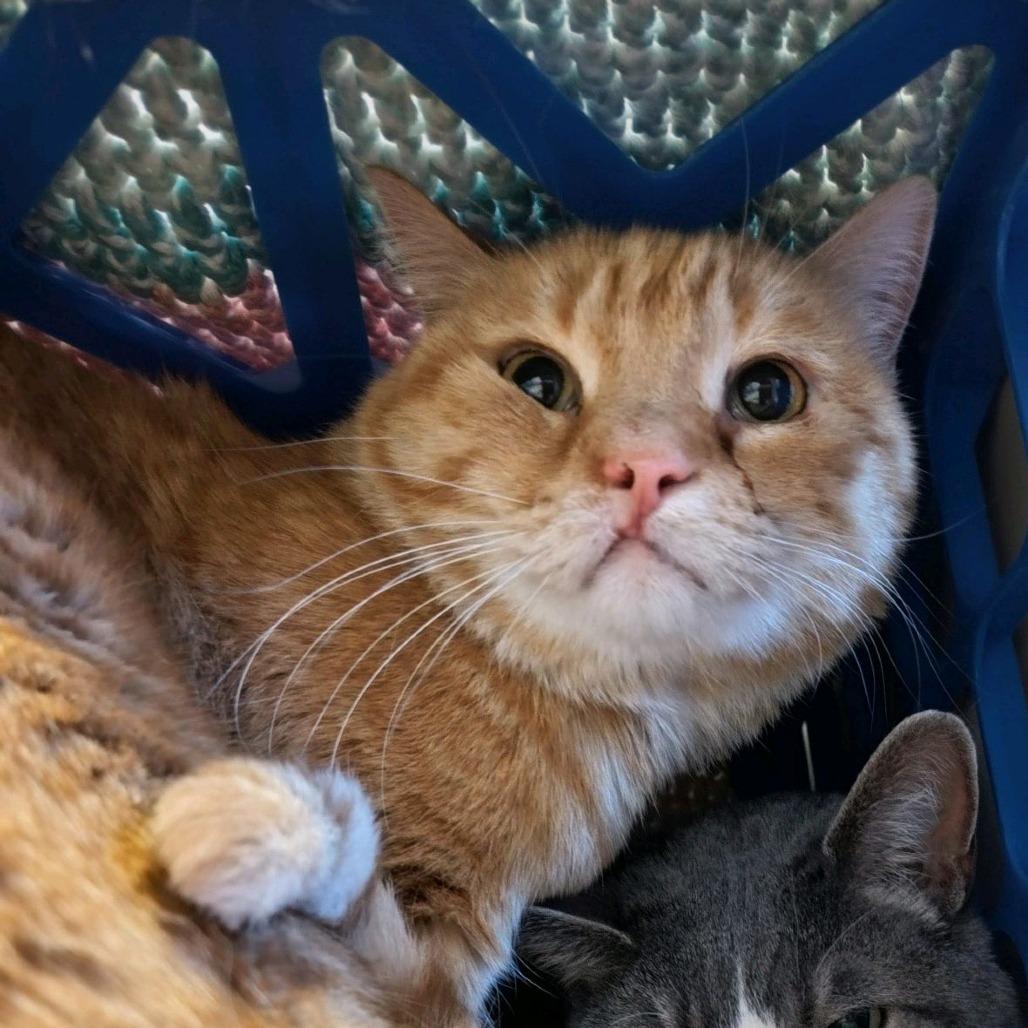 Enlarge Wilbur (Garfield), a Adoptable Domestic Medium Hair in Norfolk, NE image 2/3
