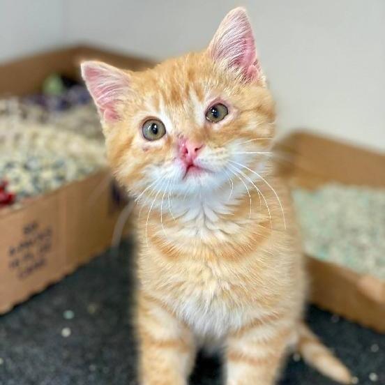 Enlarge Wilbur (Garfield), a Adoptable Domestic Medium Hair in Norfolk, NE image 3/3