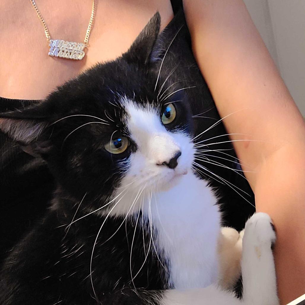 Louis Vuitton, a Adoptable Domestic Short Hair in Howard beach, NY image 1/6