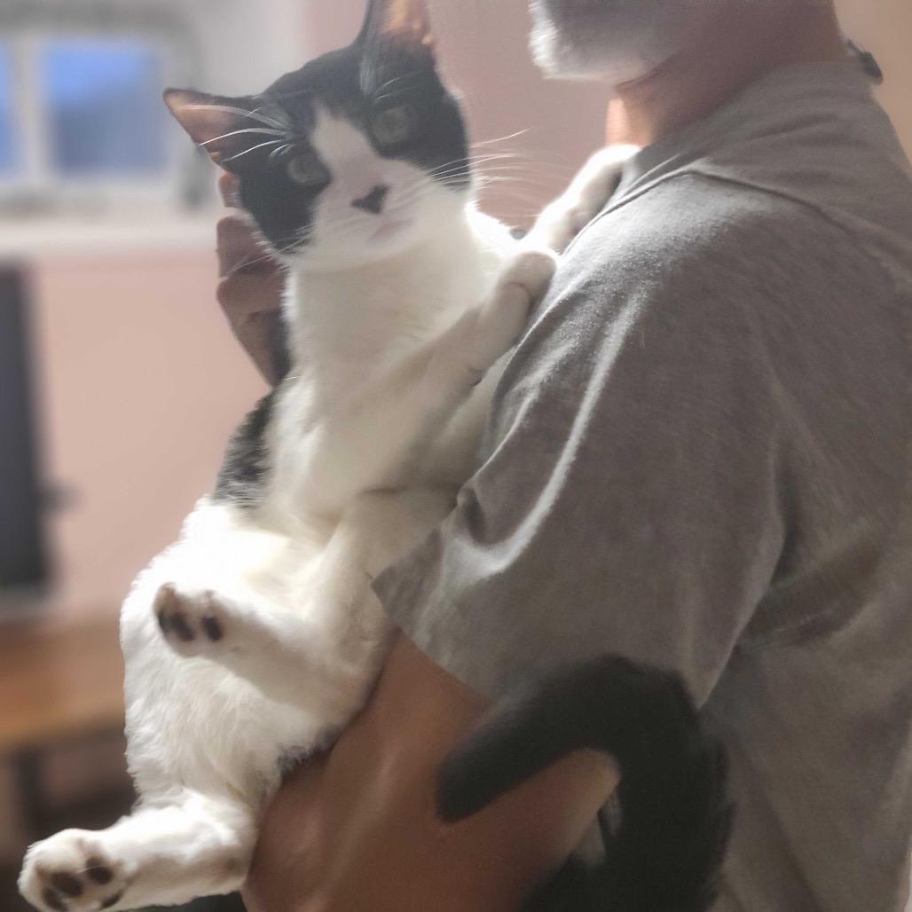 Louis Vuitton, a Adoptable Domestic Short Hair in Howard beach, NY image 2/6