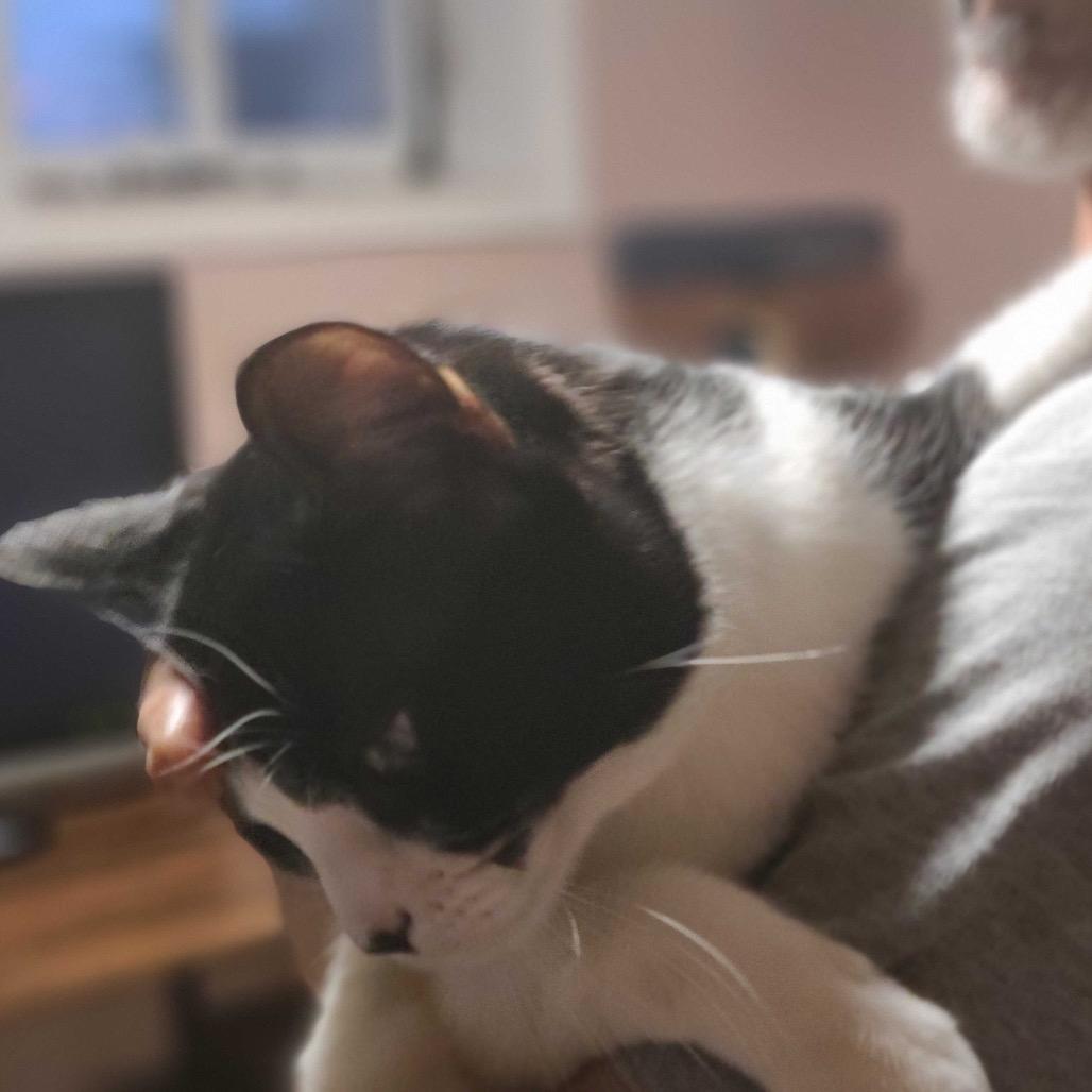 Louis Vuitton, a Adoptable Domestic Short Hair in Howard beach, NY image 3/6